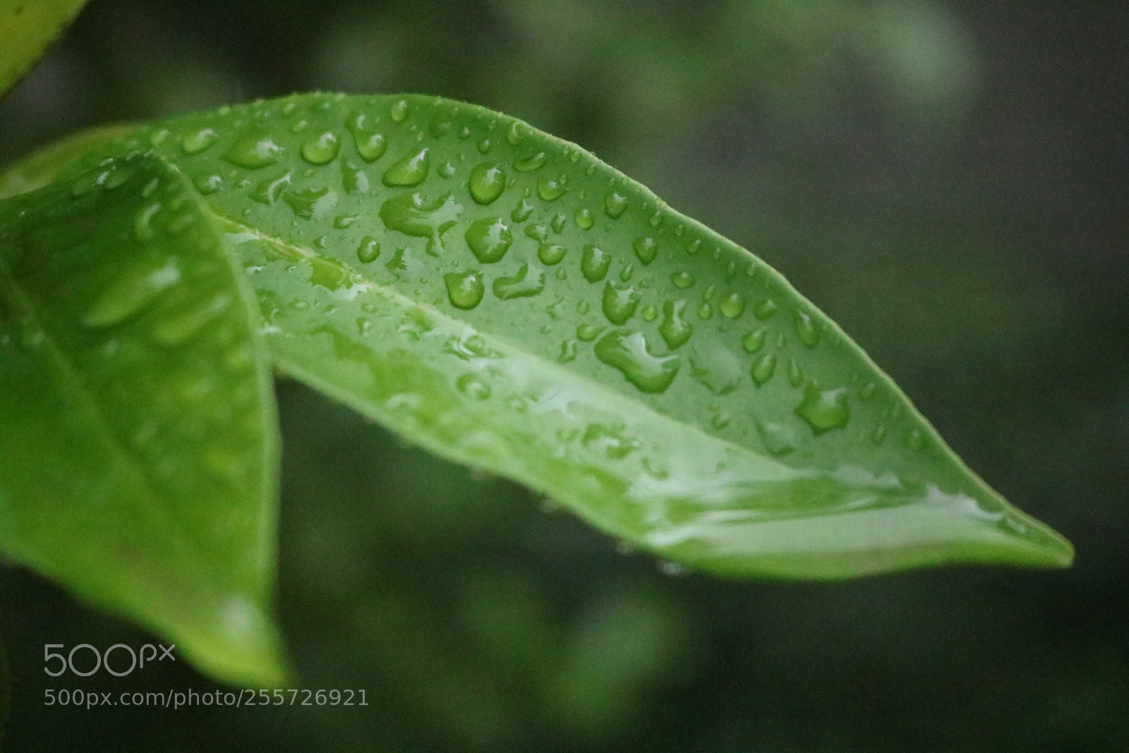 Canon EOS 750D (EOS Rebel T6i / EOS Kiss X8i) sample photo. Green photography