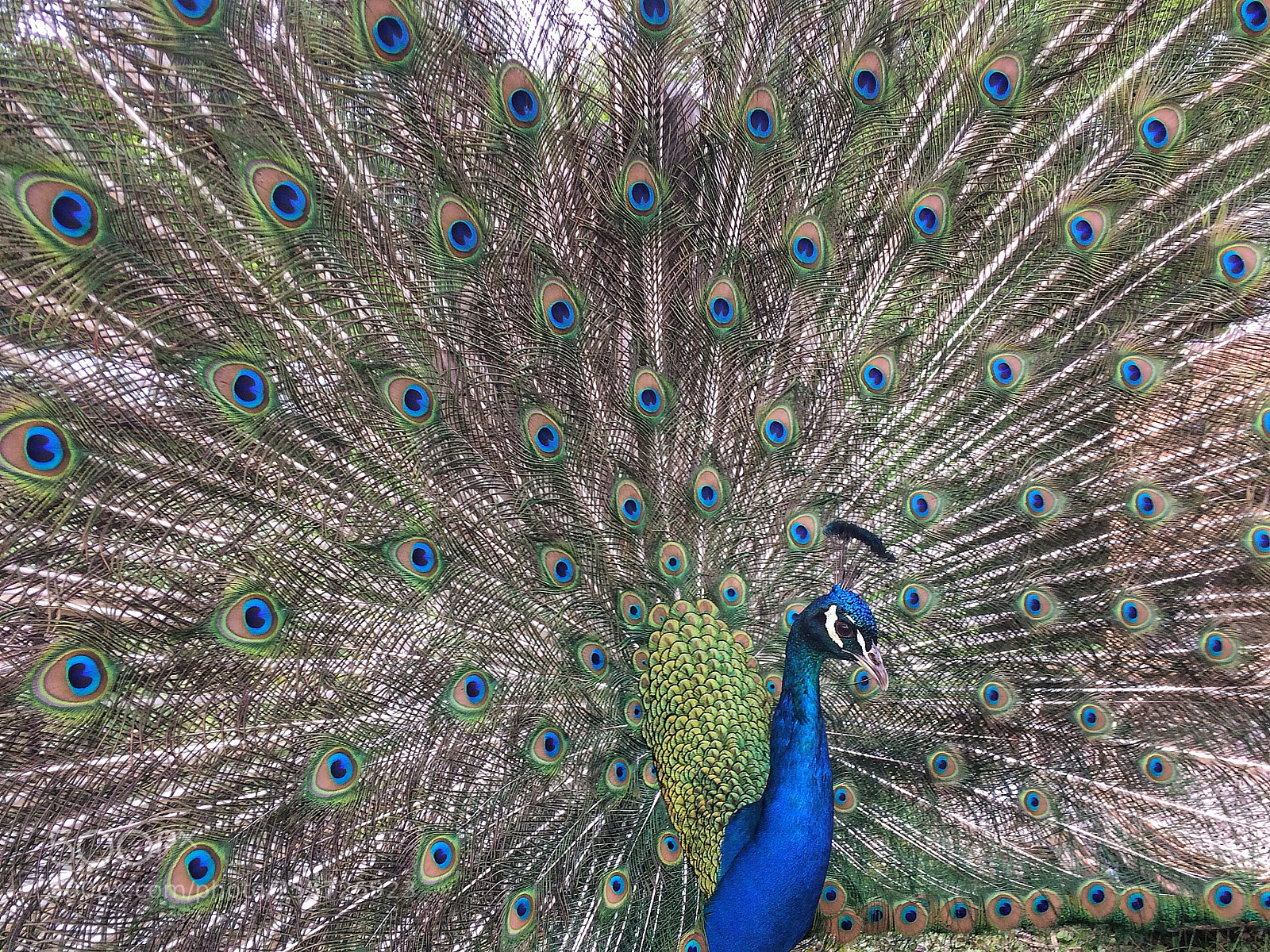 Apple iPhone 5s sample photo. Peacock photography