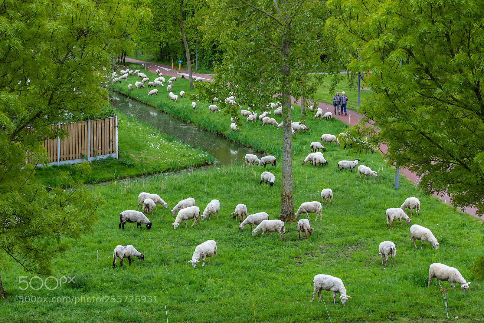 Canon EOS 5D Mark IV sample photo. The happy sheeps! photography