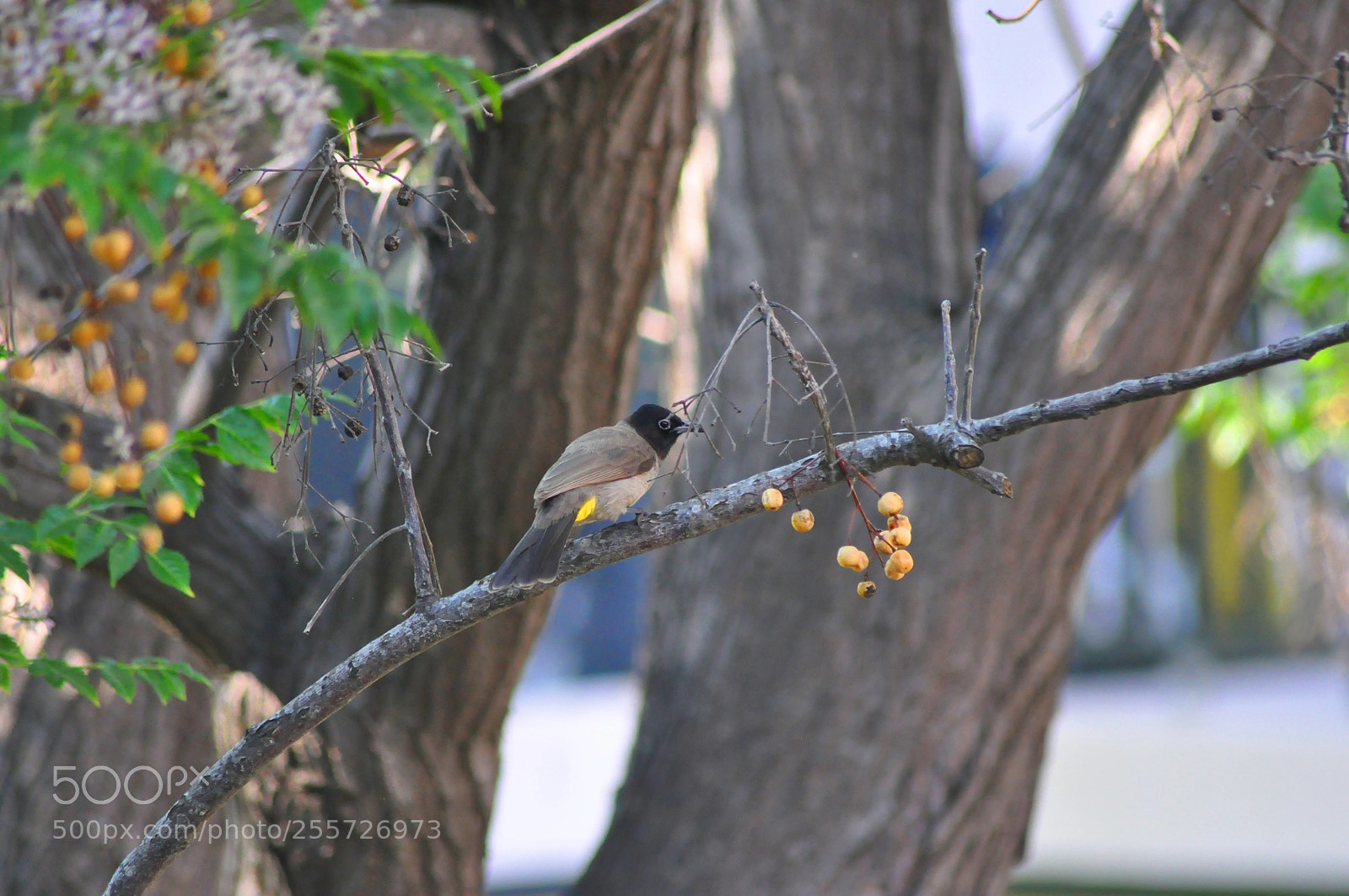 Nikon D5000 sample photo. Untitled photography