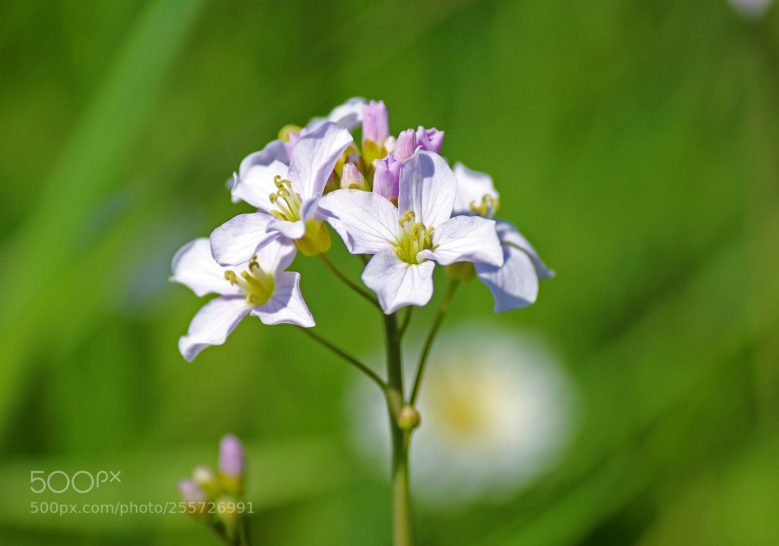 Canon EOS 600D (Rebel EOS T3i / EOS Kiss X5) sample photo. Sensitive nature photography