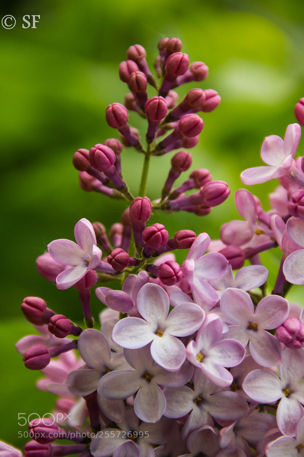 Canon EOS 750D (EOS Rebel T6i / EOS Kiss X8i) sample photo. Flieder - lilac photography