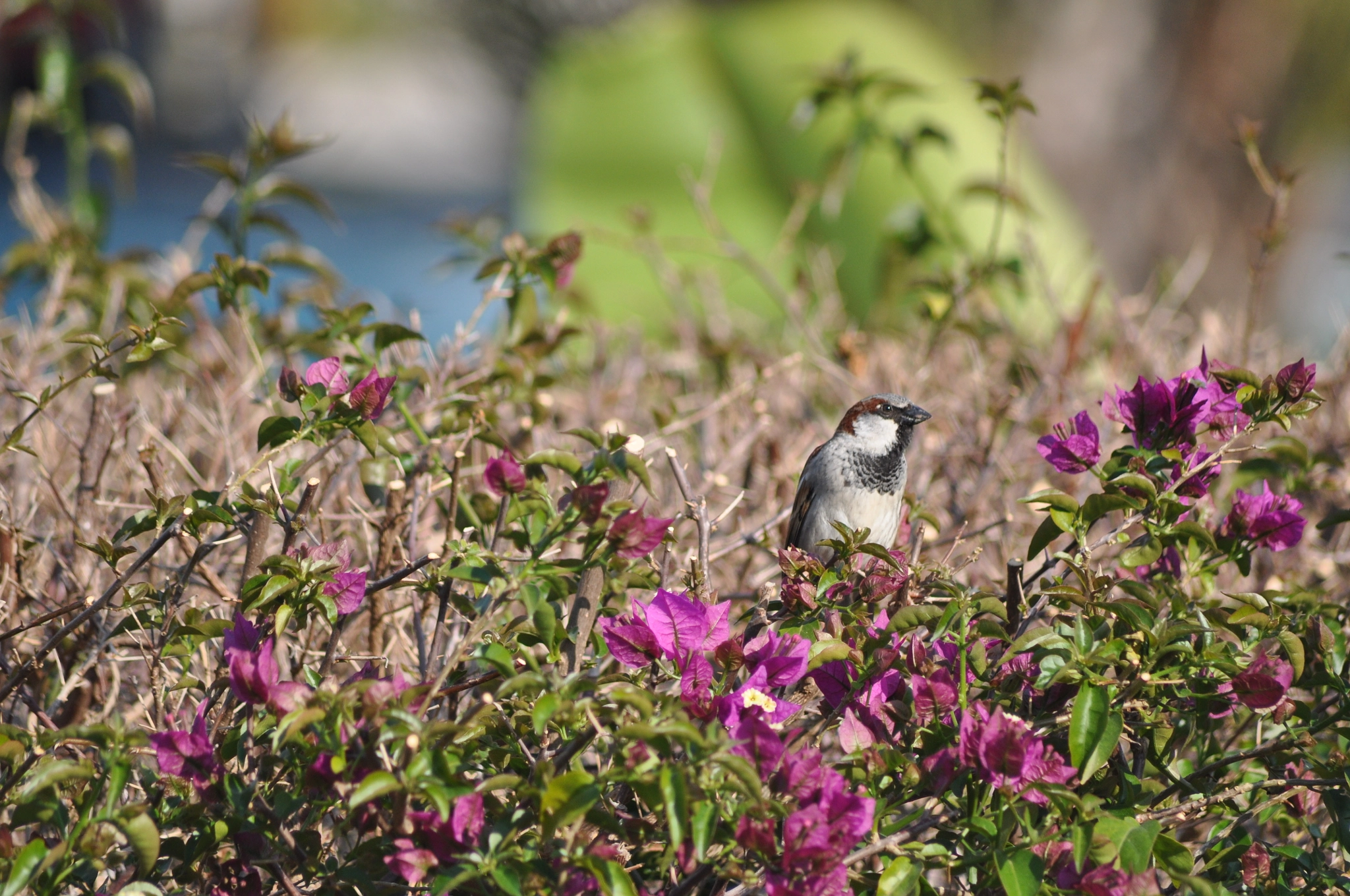 Nikon D5000 + Sigma 70-300mm F4-5.6 APO DG Macro sample photo. Sparrow photography