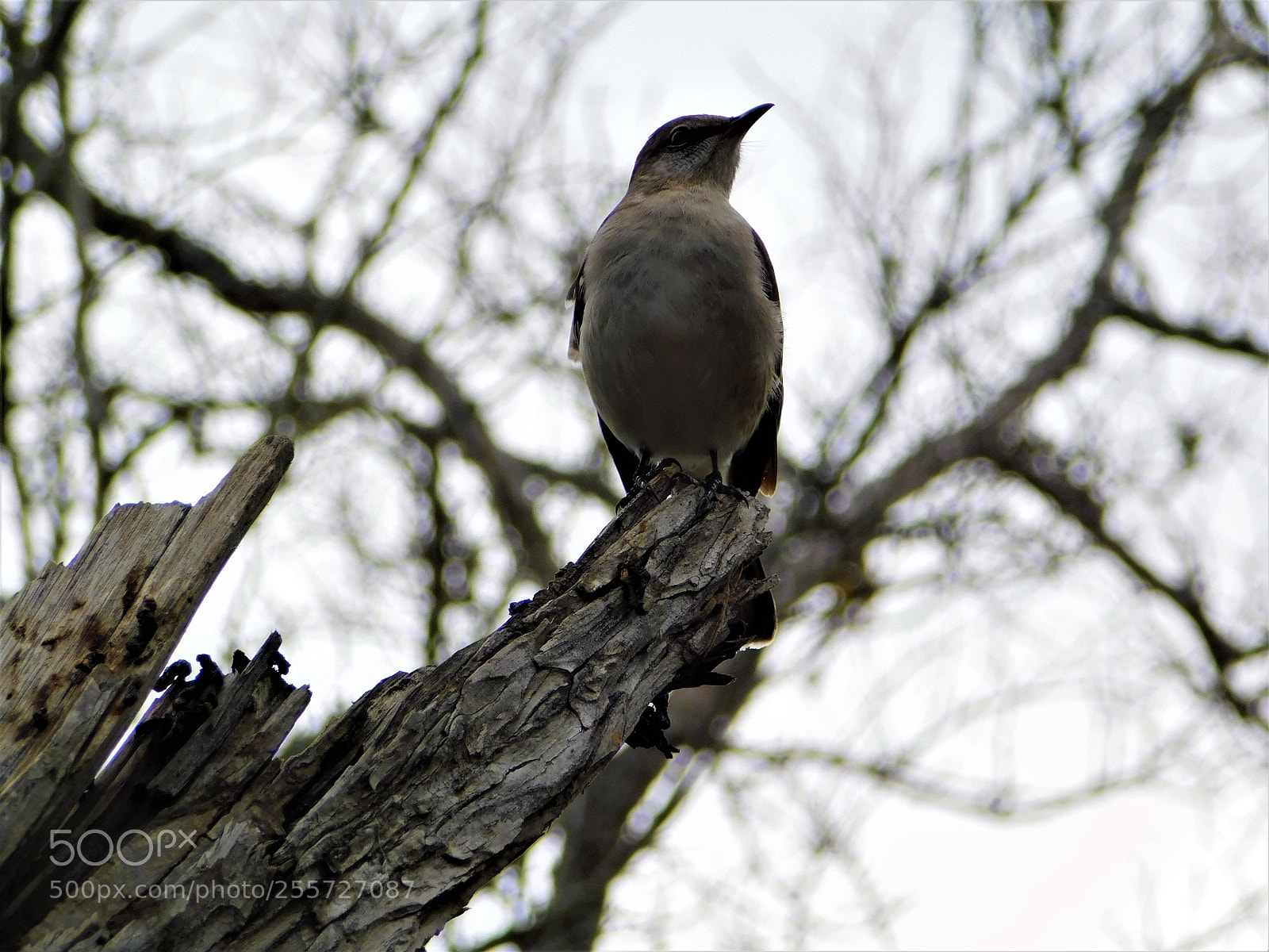 Nikon Coolpix B500 sample photo. () photography