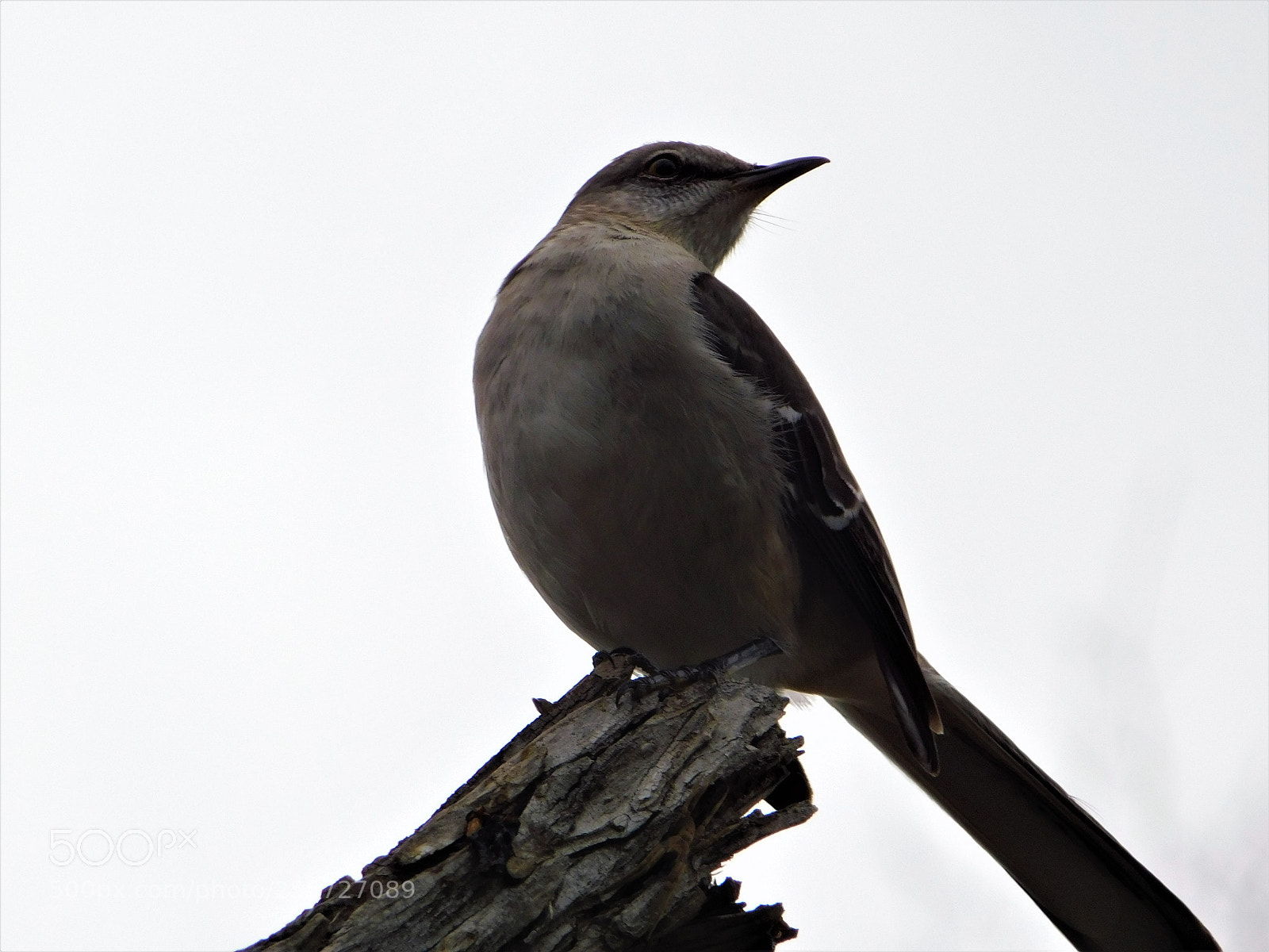 Nikon Coolpix B500 sample photo. () photography