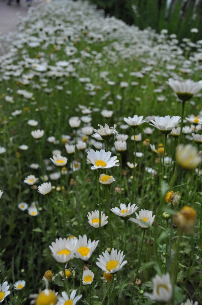 Nikon D5000 sample photo. Daisy photography