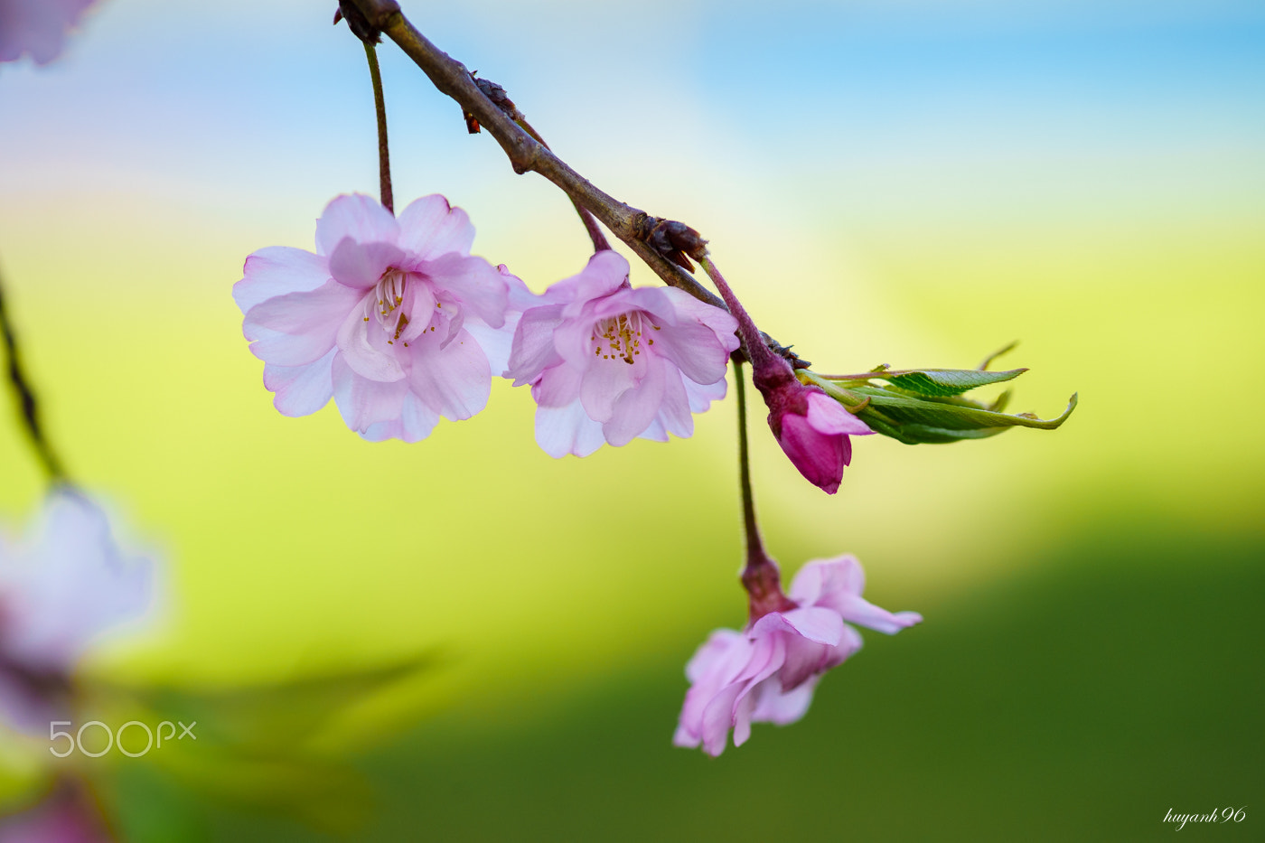 Hasselblad HV sample photo. Cherry blossom photography
