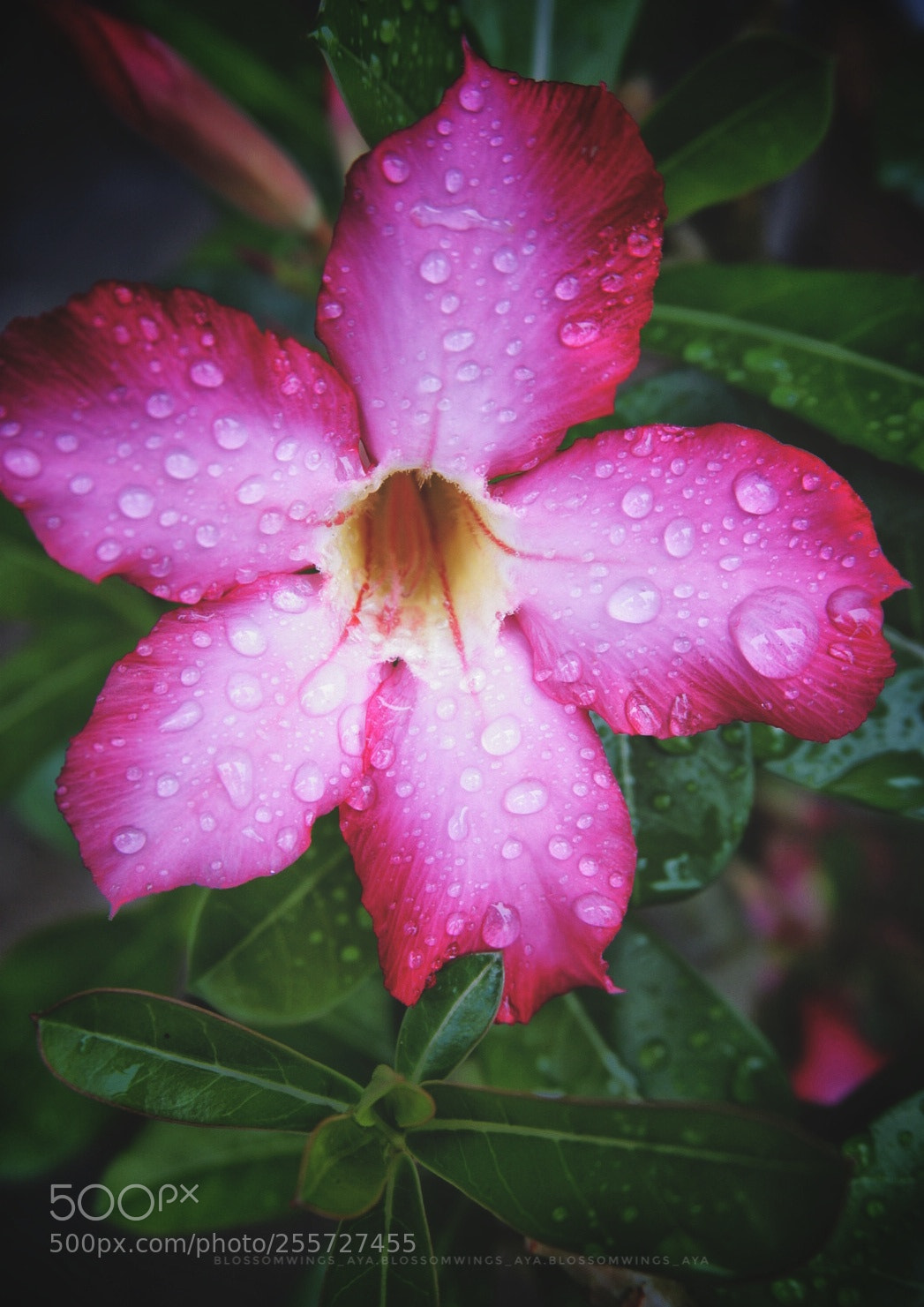 Sony a6000 sample photo. Petals photography