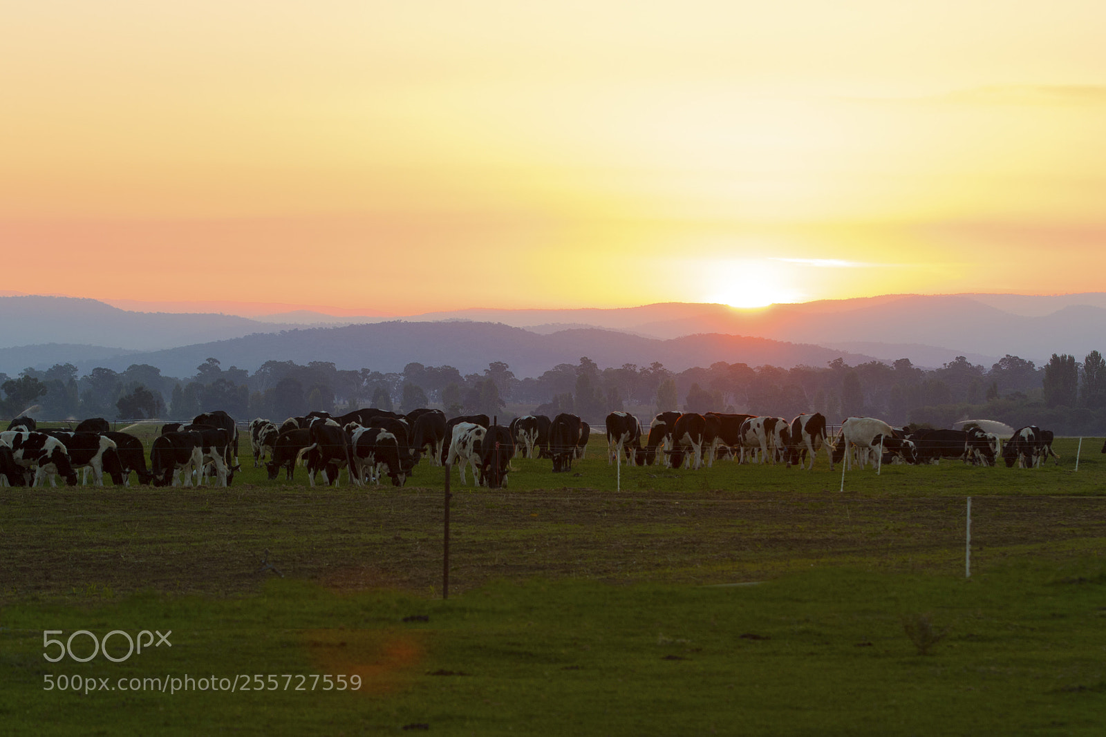 Canon EOS 7D Mark II sample photo. Cows photography