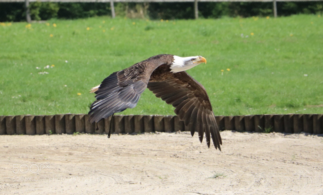 Canon EOS 750D (EOS Rebel T6i / EOS Kiss X8i) sample photo. Eagle fly photography