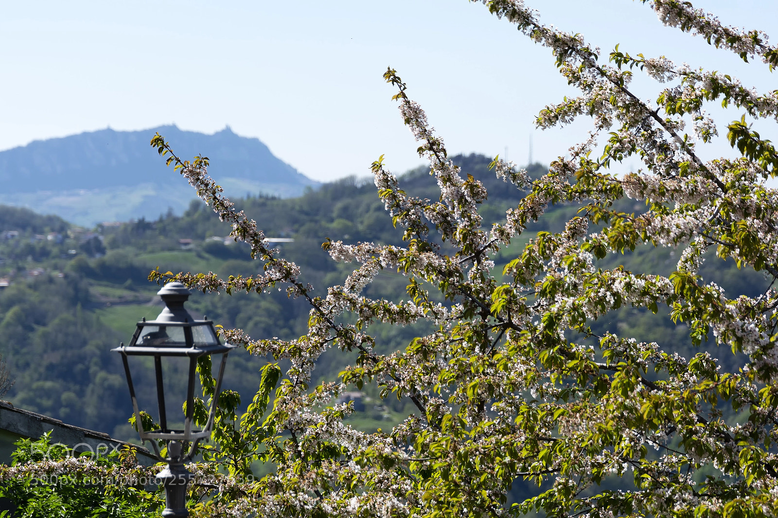 Nikon D7100 sample photo. Spring flowers photography