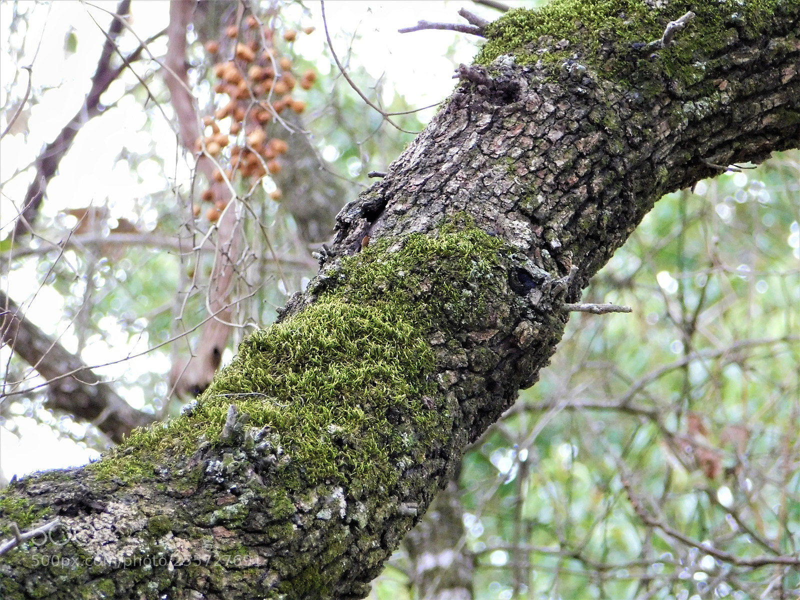 Nikon Coolpix B500 sample photo. () photography
