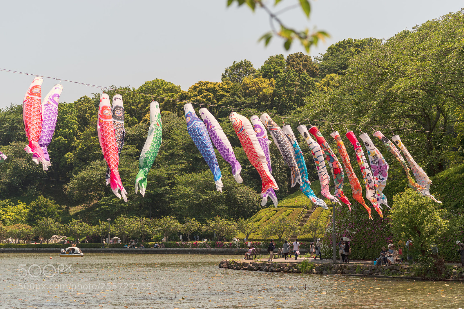 Pentax K-1 sample photo. Japan tradisional  "koinobori" photography