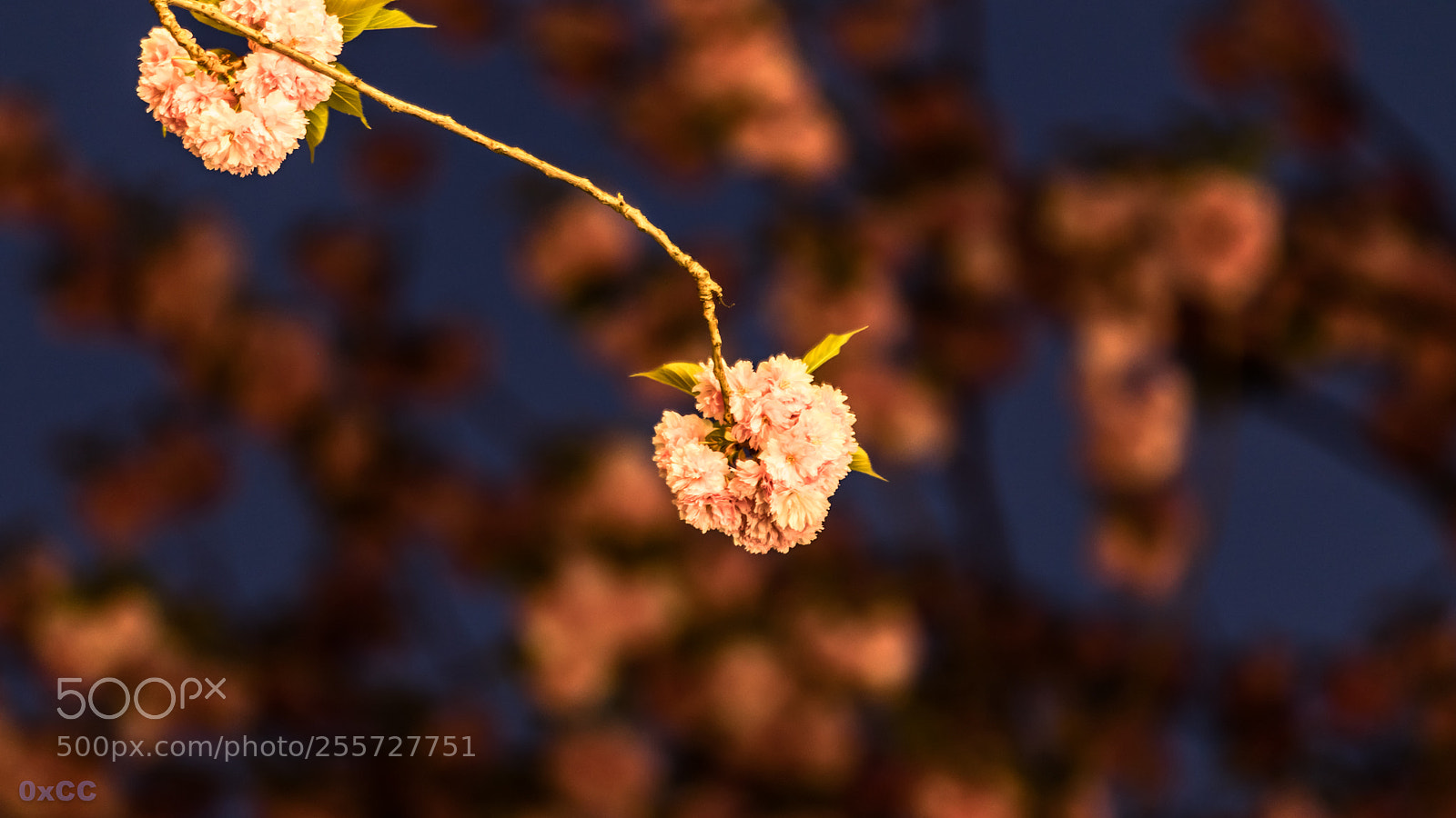 Canon EOS 7D Mark II sample photo. Night cherry blossom photography