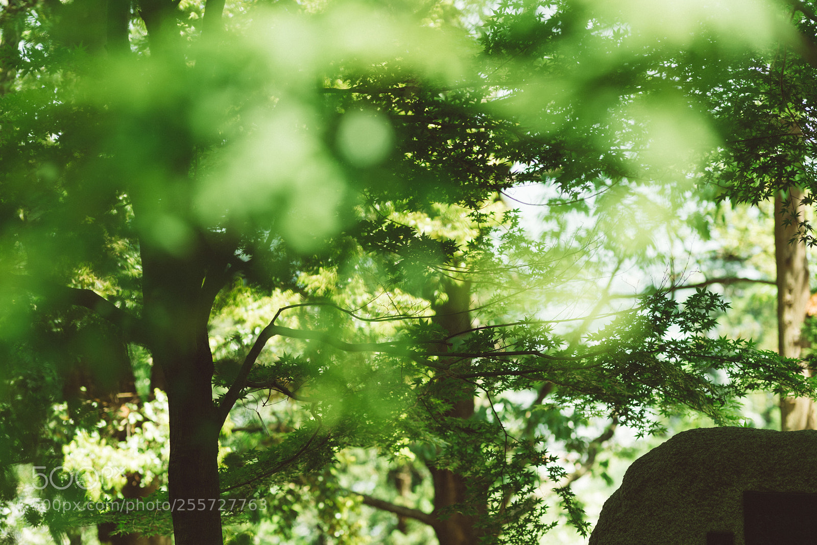 Pentax K-1 sample photo. Green maple photography