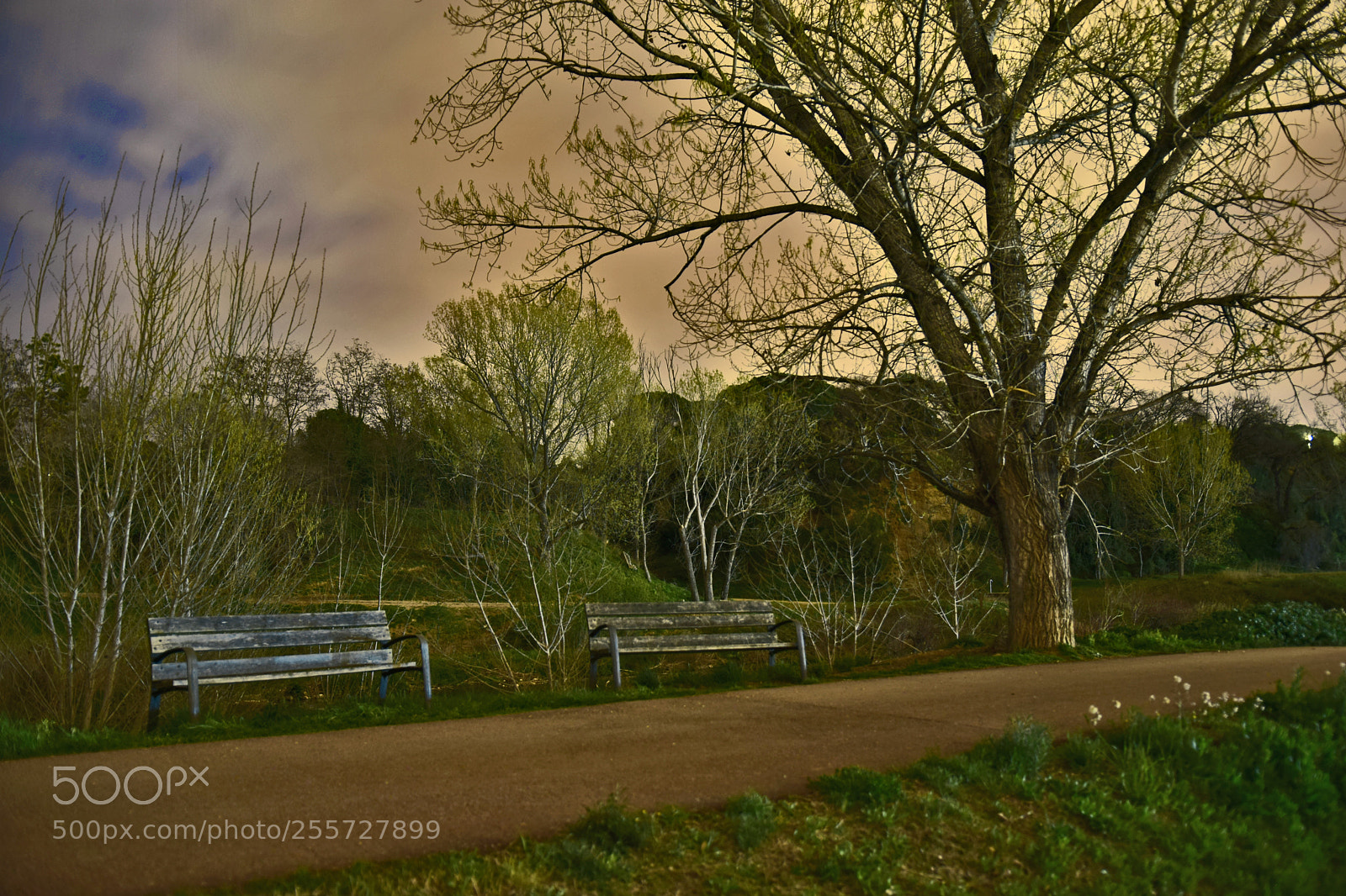 Nikon D5300 sample photo. Benches on the middle photography