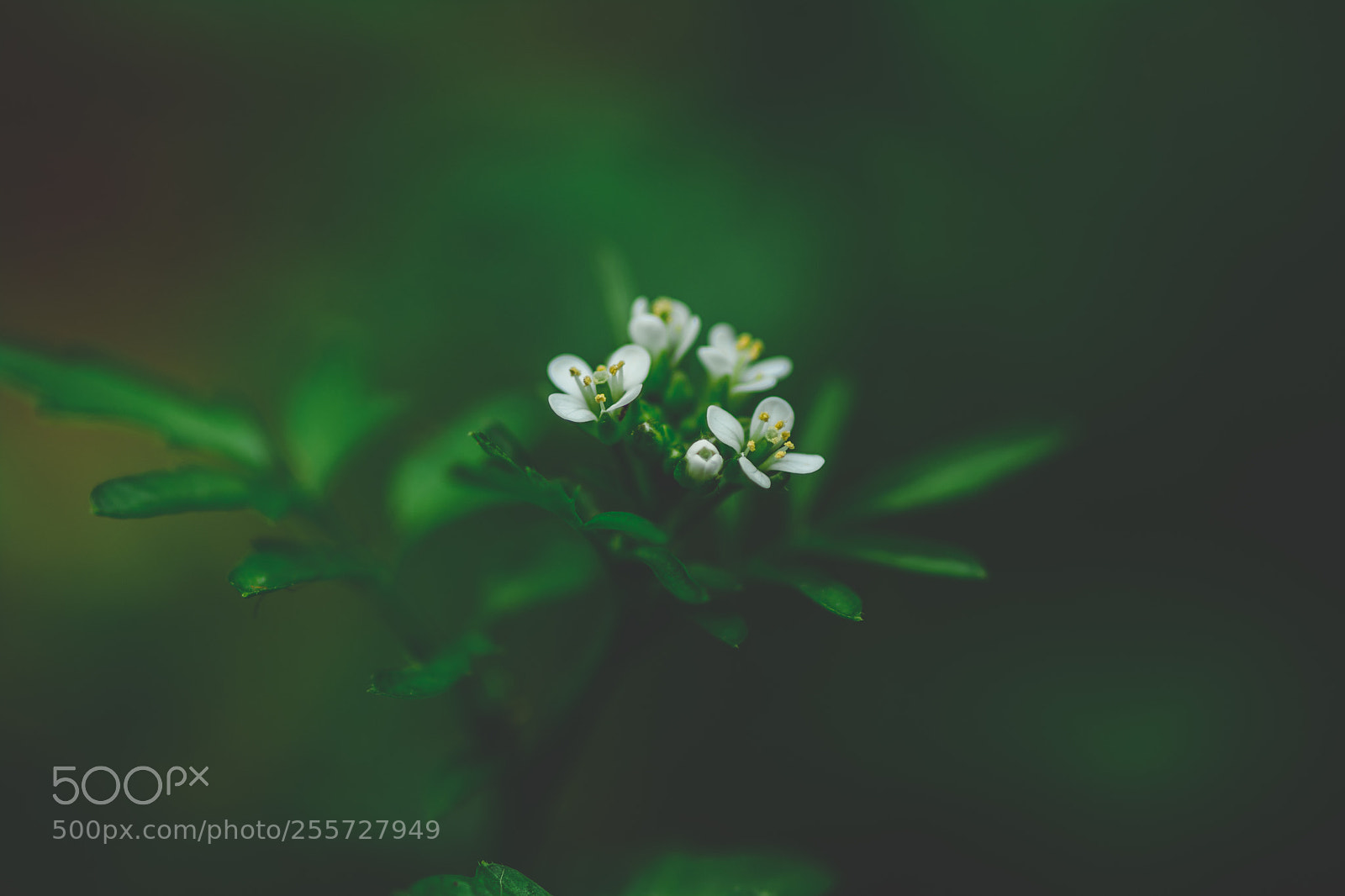 Nikon D7100 sample photo. A soft fade photography