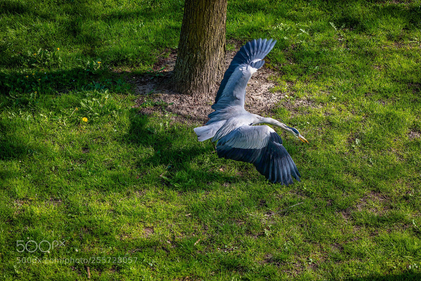 Canon EOS 5D Mark IV sample photo. Heron. photography