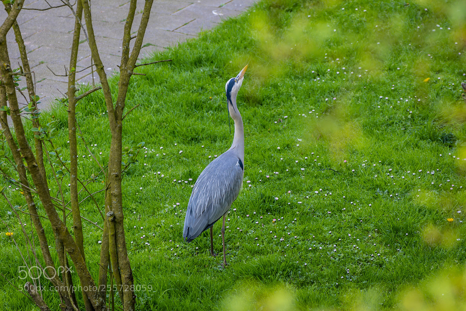 Canon EOS 5D Mark IV sample photo. Heron. photography