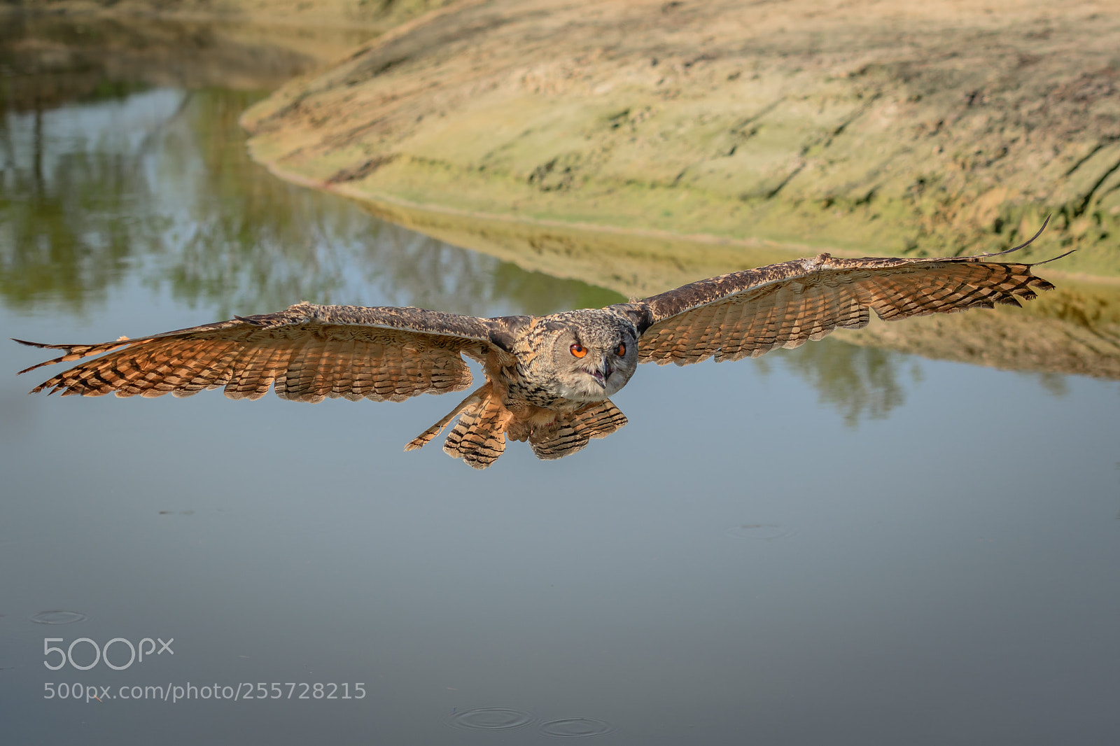 Nikon D500 sample photo. Europese oehoe in flight photography