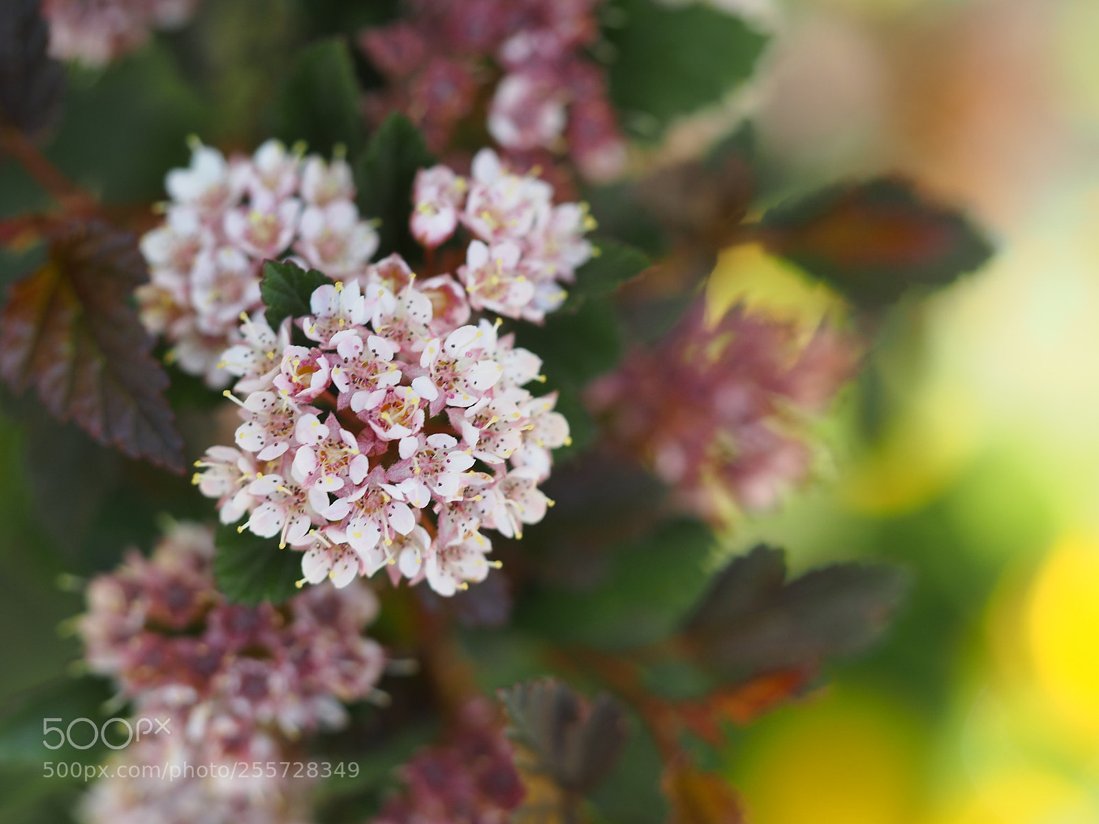 Olympus OM-D E-M5 sample photo. Lovely photography