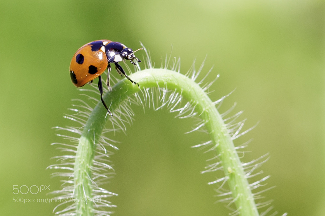 Canon EOS 6D sample photo. Ladfybug photography