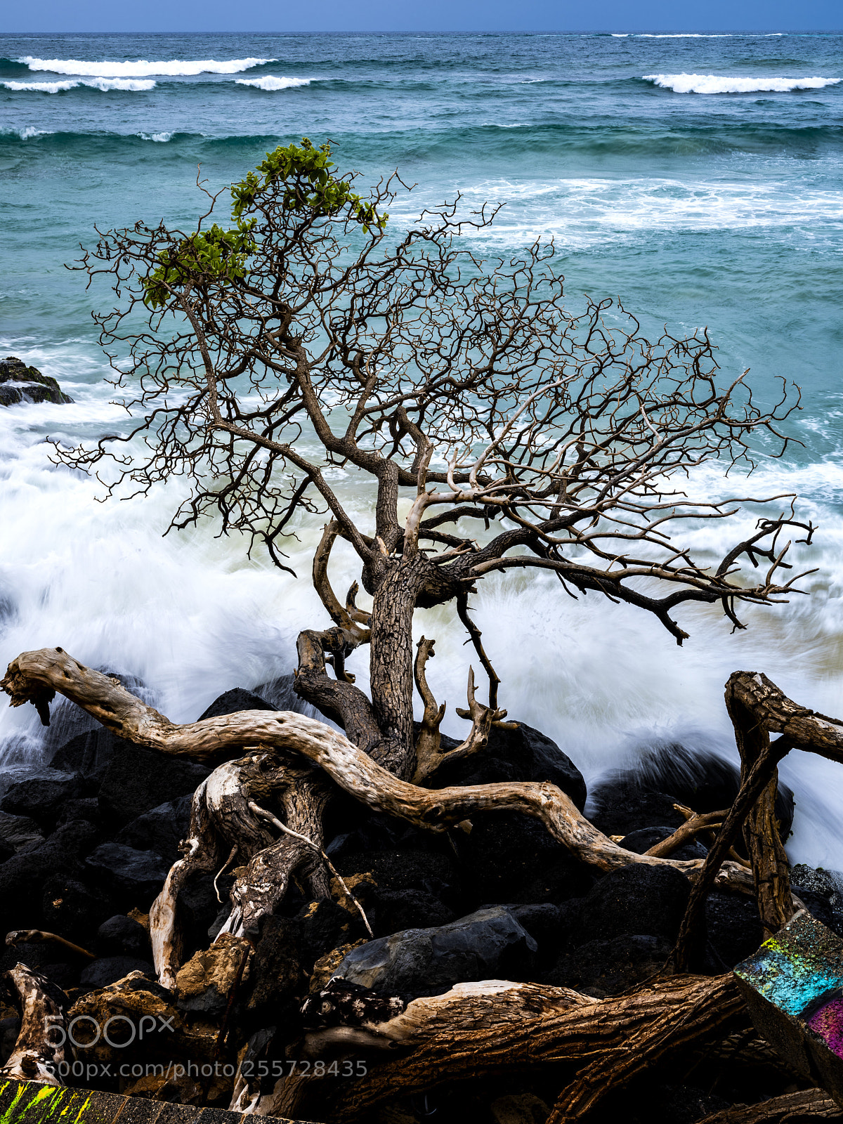 Fujifilm GFX 50S sample photo. Tree ocean photography