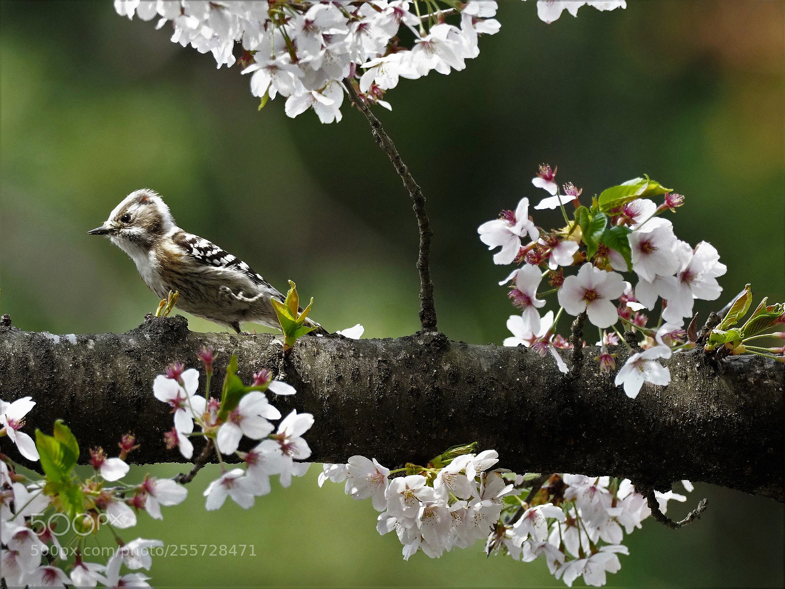 Olympus OM-D E-M1 Mark II sample photo. Dendrocopos kizuki photography