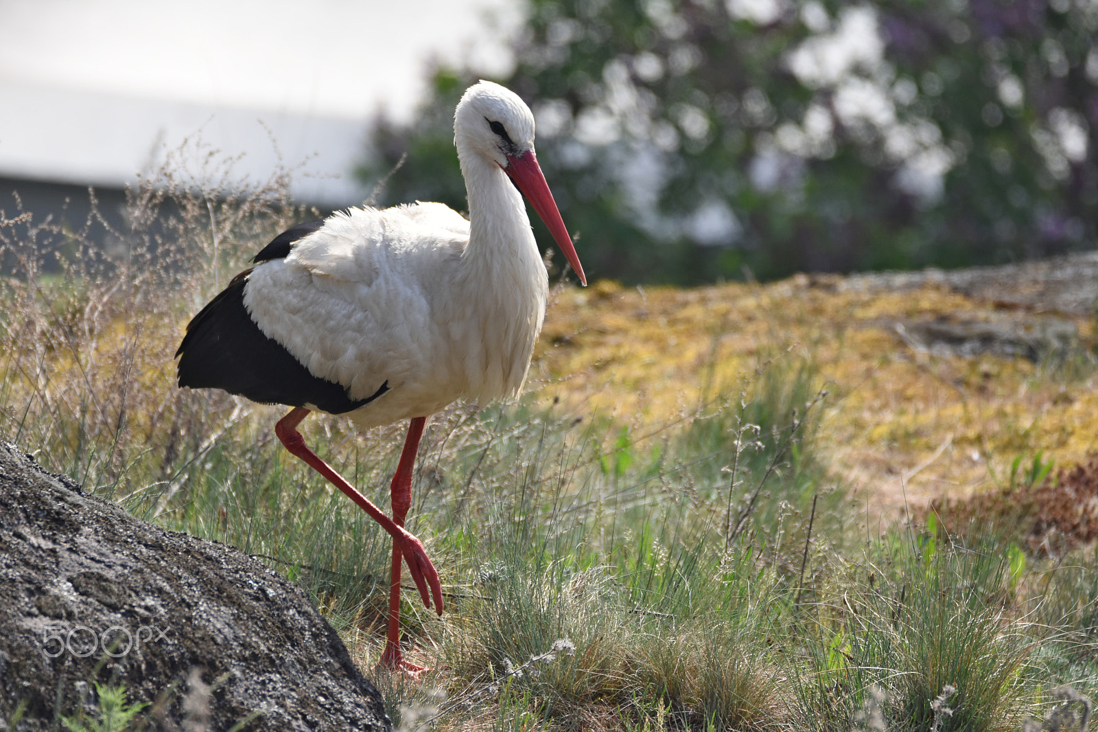 Nikon D7200 + Sigma 150-600mm F5-6.3 DG OS HSM | C sample photo. Čáp photography