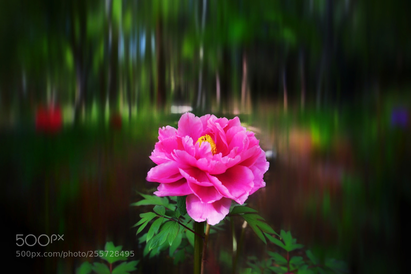 Nikon D3300 sample photo. Peony (7) photography