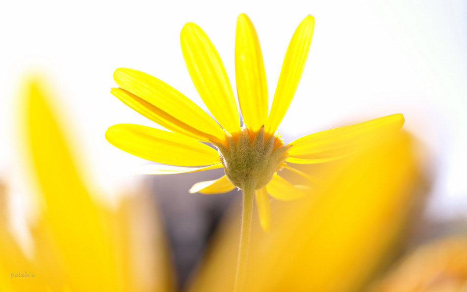 Samsung NX30 sample photo. ... photography