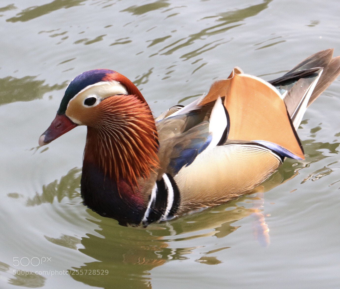 Canon EOS 750D (EOS Rebel T6i / EOS Kiss X8i) sample photo. Mandarin  photography