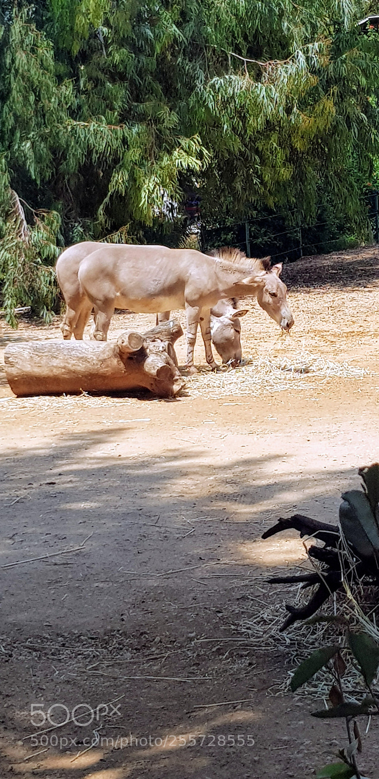 Samsung Galaxy S8 sample photo. Two as one photography
