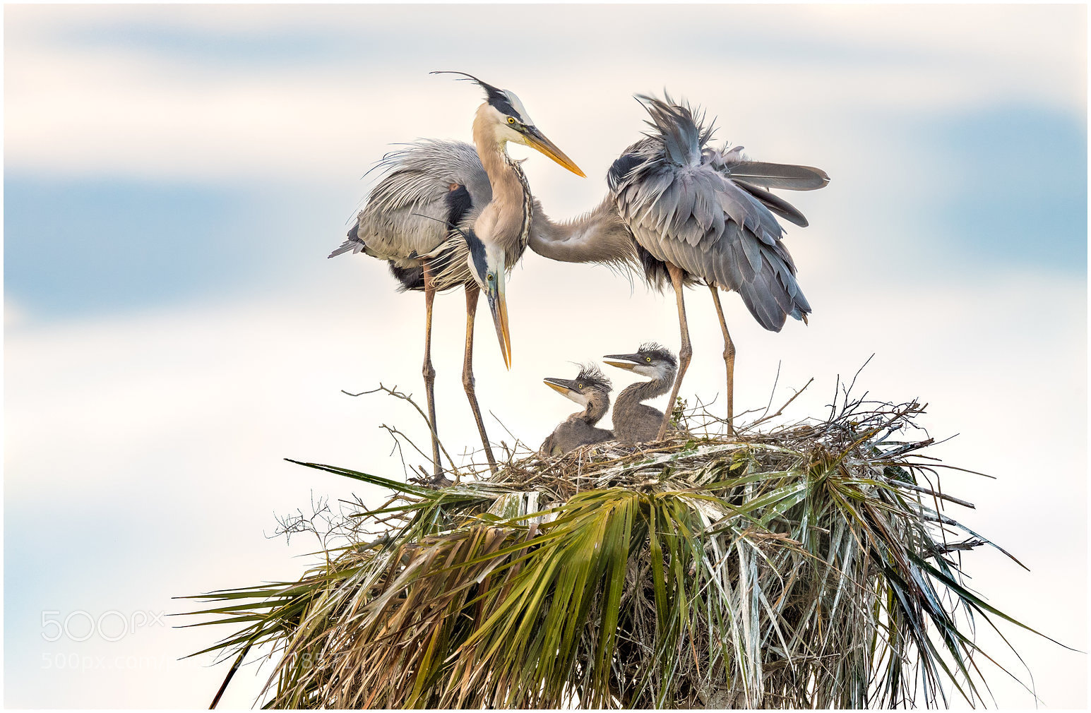 Canon EOS-1D X Mark II sample photo. Great blue heron's family photography