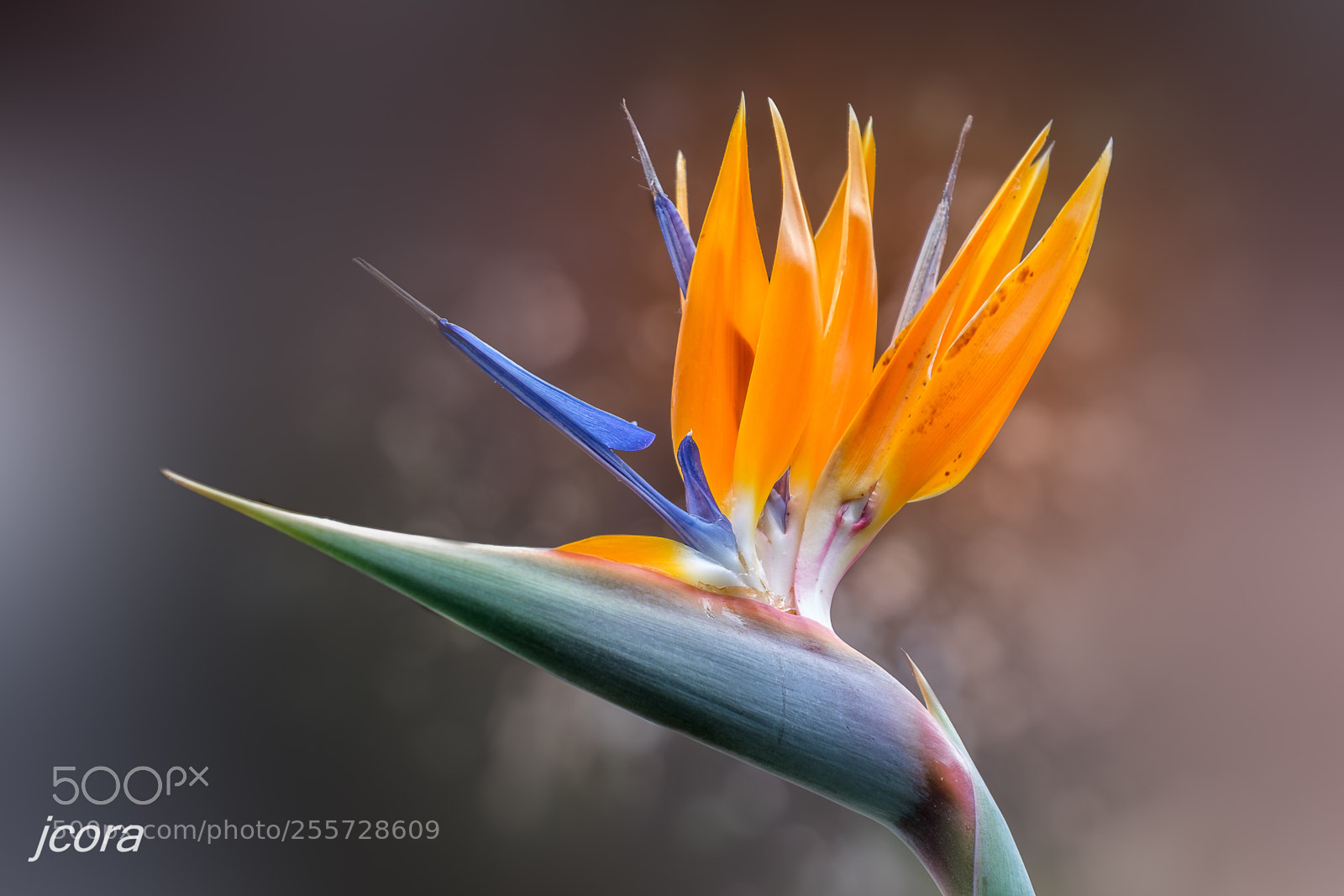Fujifilm X-T1 sample photo. Bird of paradise photography