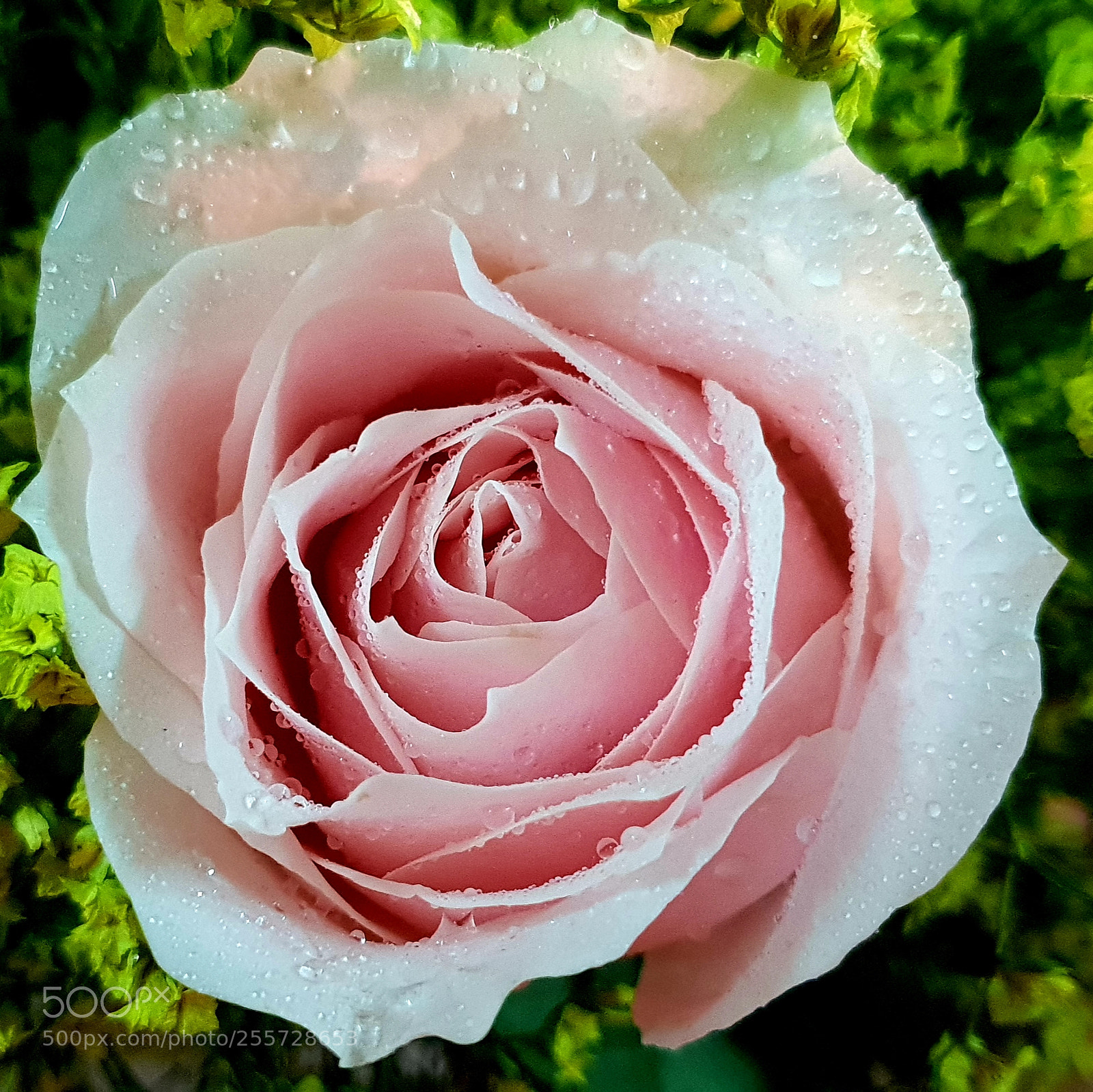 Samsung Galaxy S9+ sample photo. Garden's rose photography