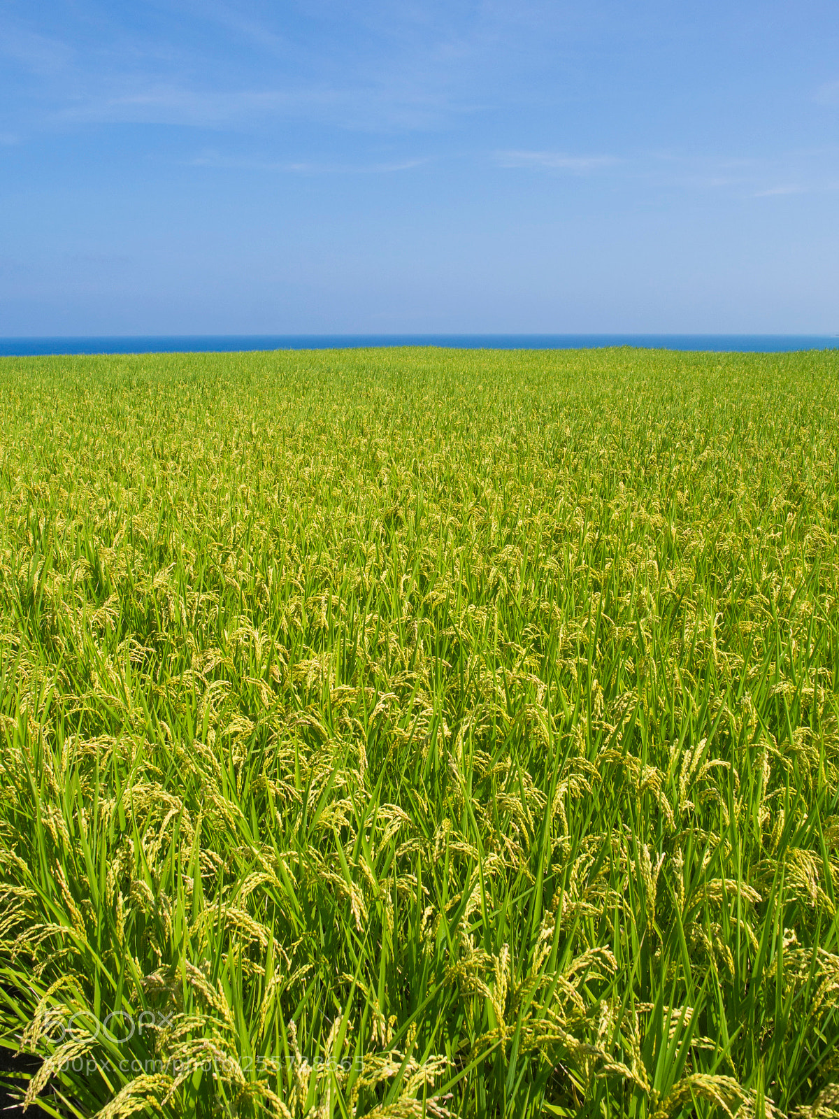Olympus OM-D E-M5 sample photo. Paddy field photography