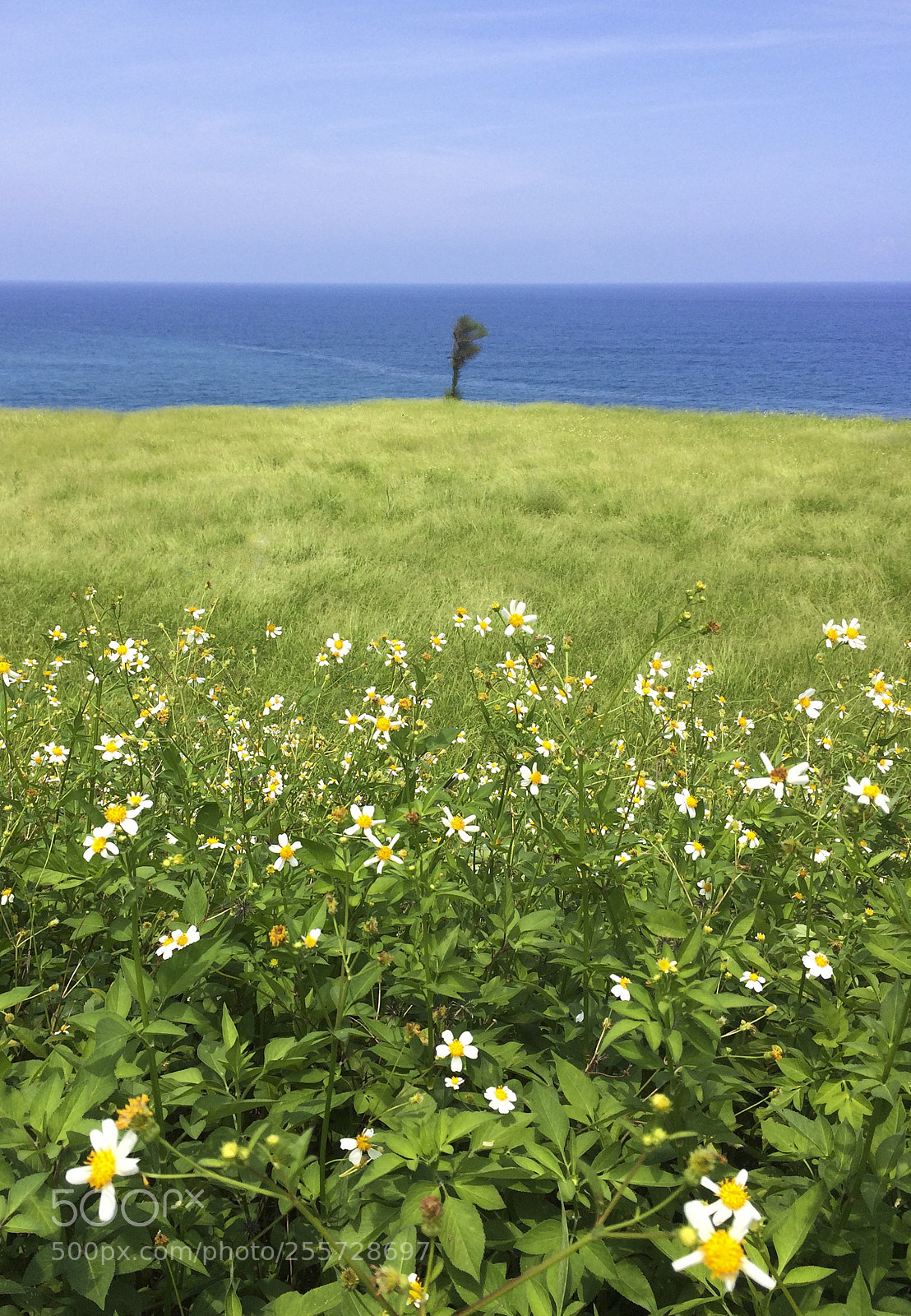 Apple iPhone 5s sample photo. The wind is blue photography