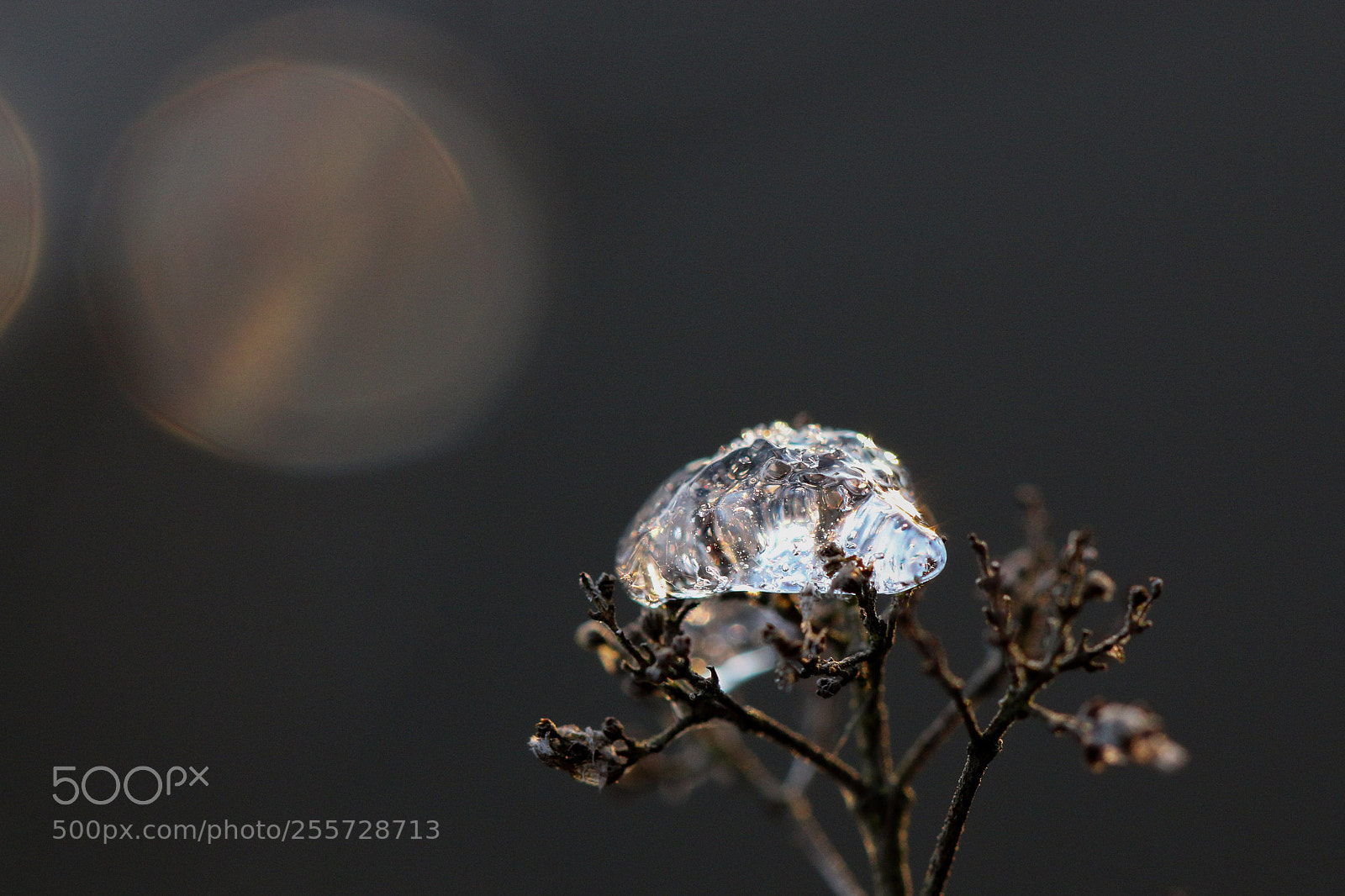 Canon EOS 70D sample photo. Untitled photography