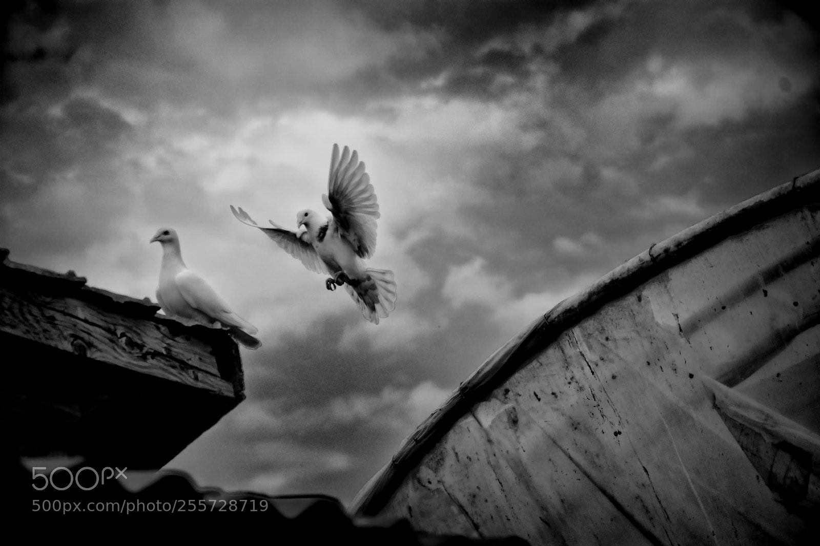Nikon D7100 sample photo. B&w flying pigeon photography
