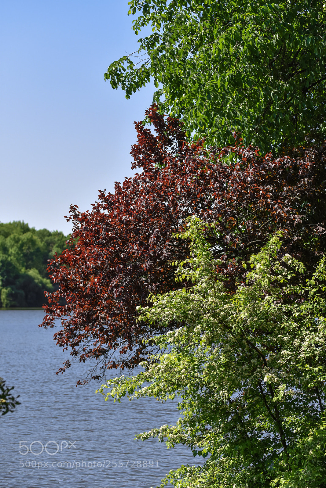 Nikon D7200 sample photo. Colors trees photography