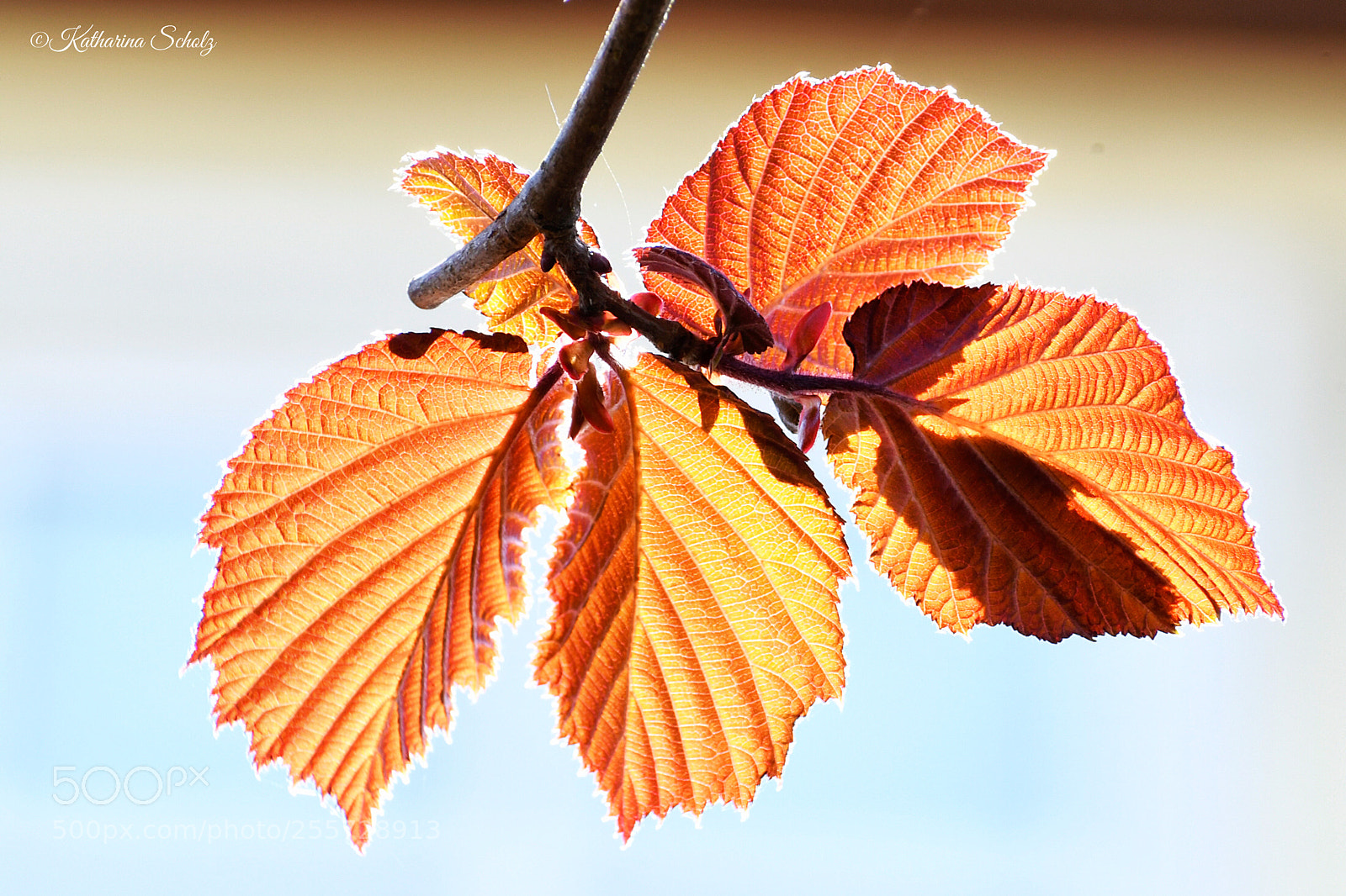 Nikon D7500 sample photo. Hazelnut photography