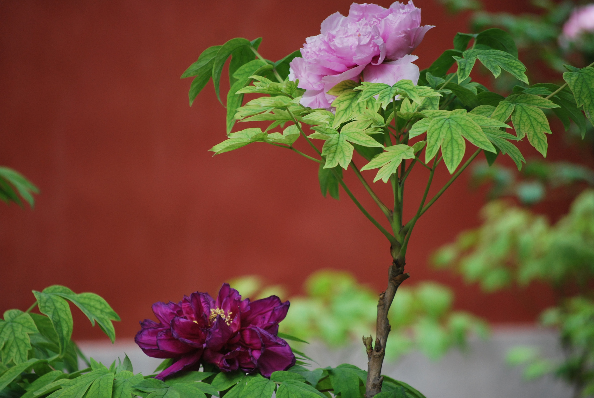 Nikon D60 sample photo