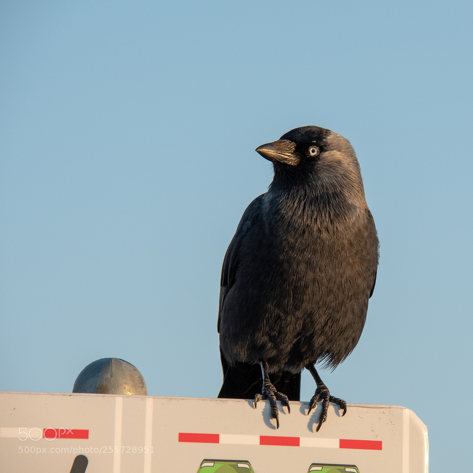 Nikon D500 sample photo. The jackdaw stays up photography