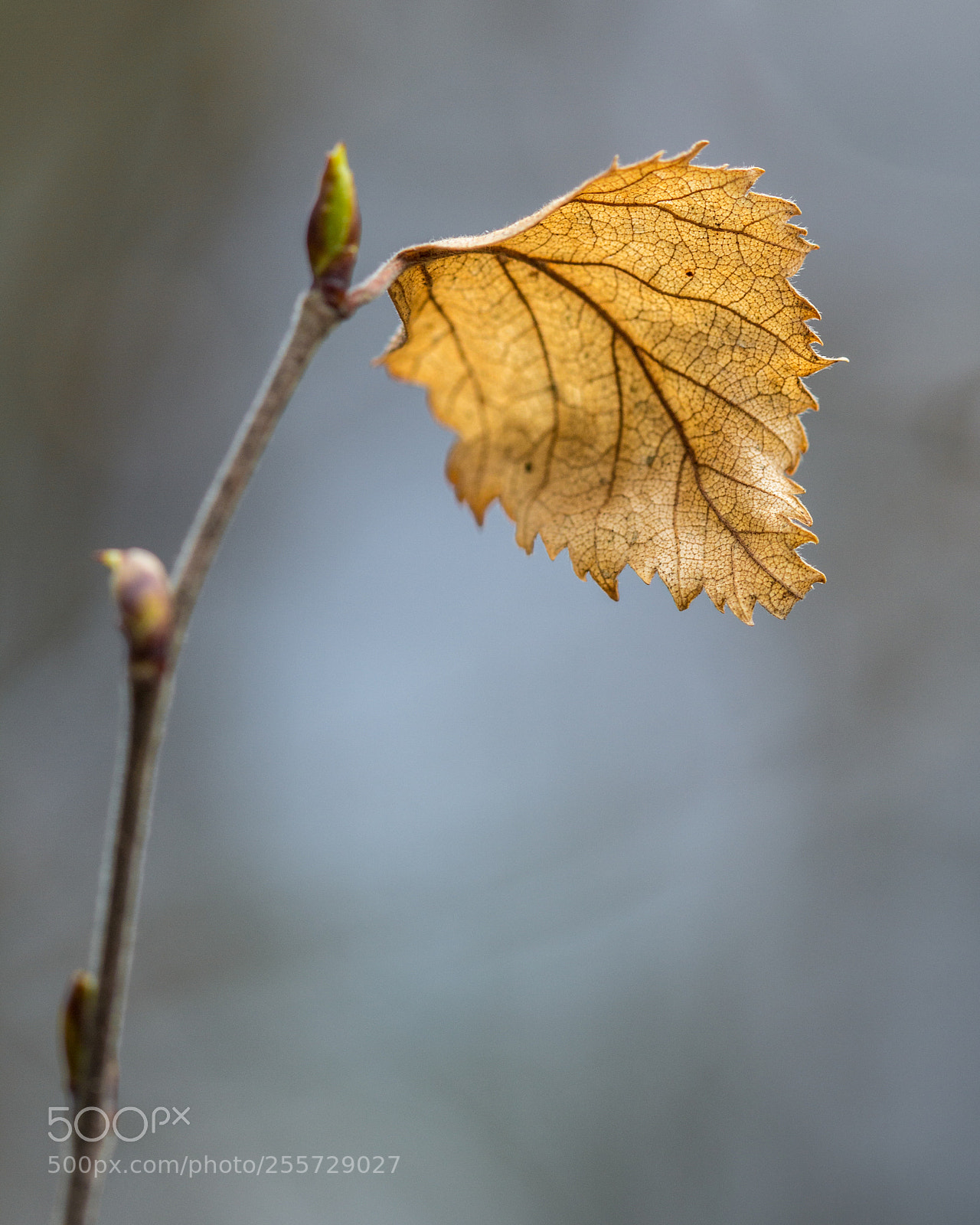 Canon EOS 60D sample photo. Lone leaf photography