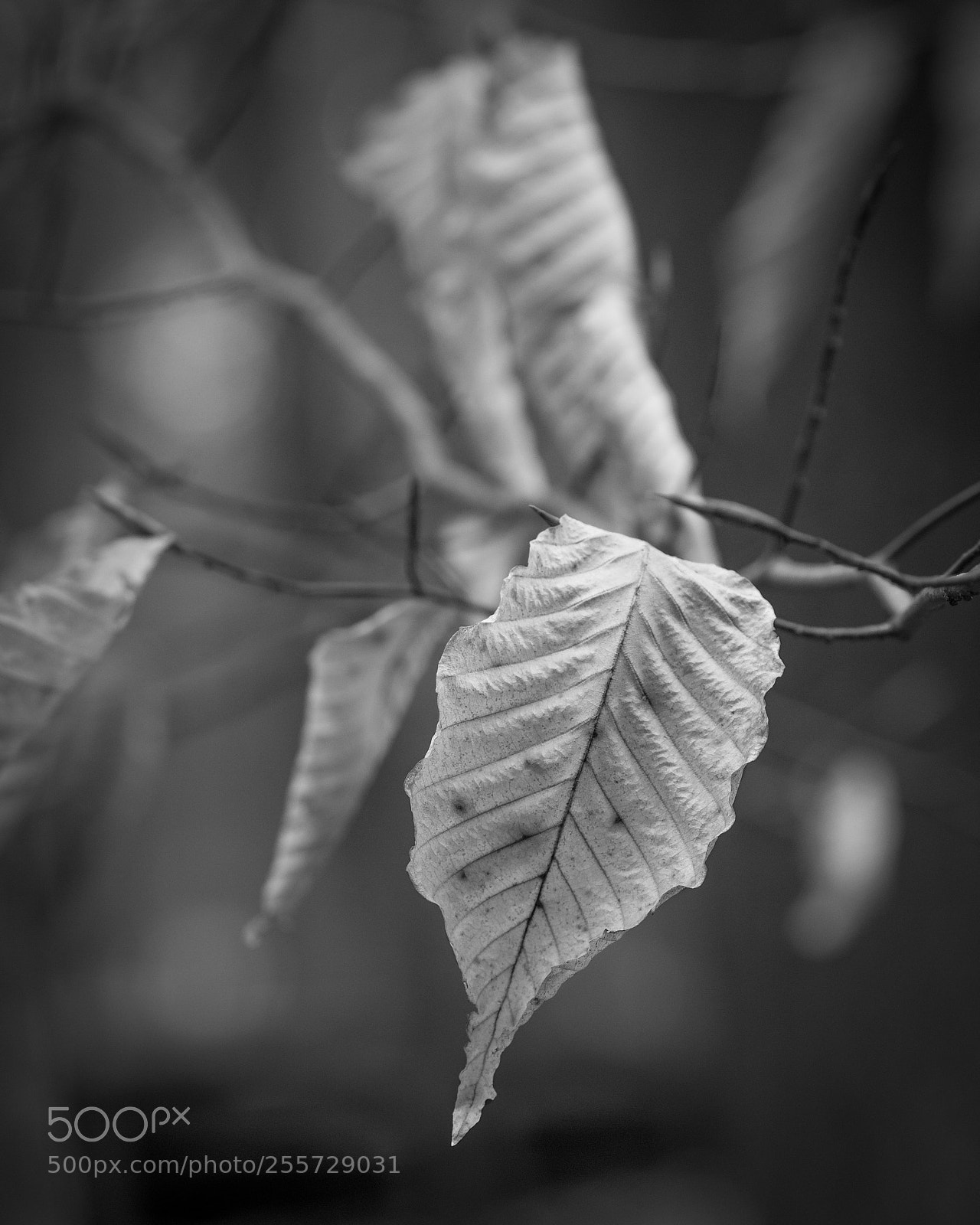Canon EOS 60D sample photo. B&w leaf photography