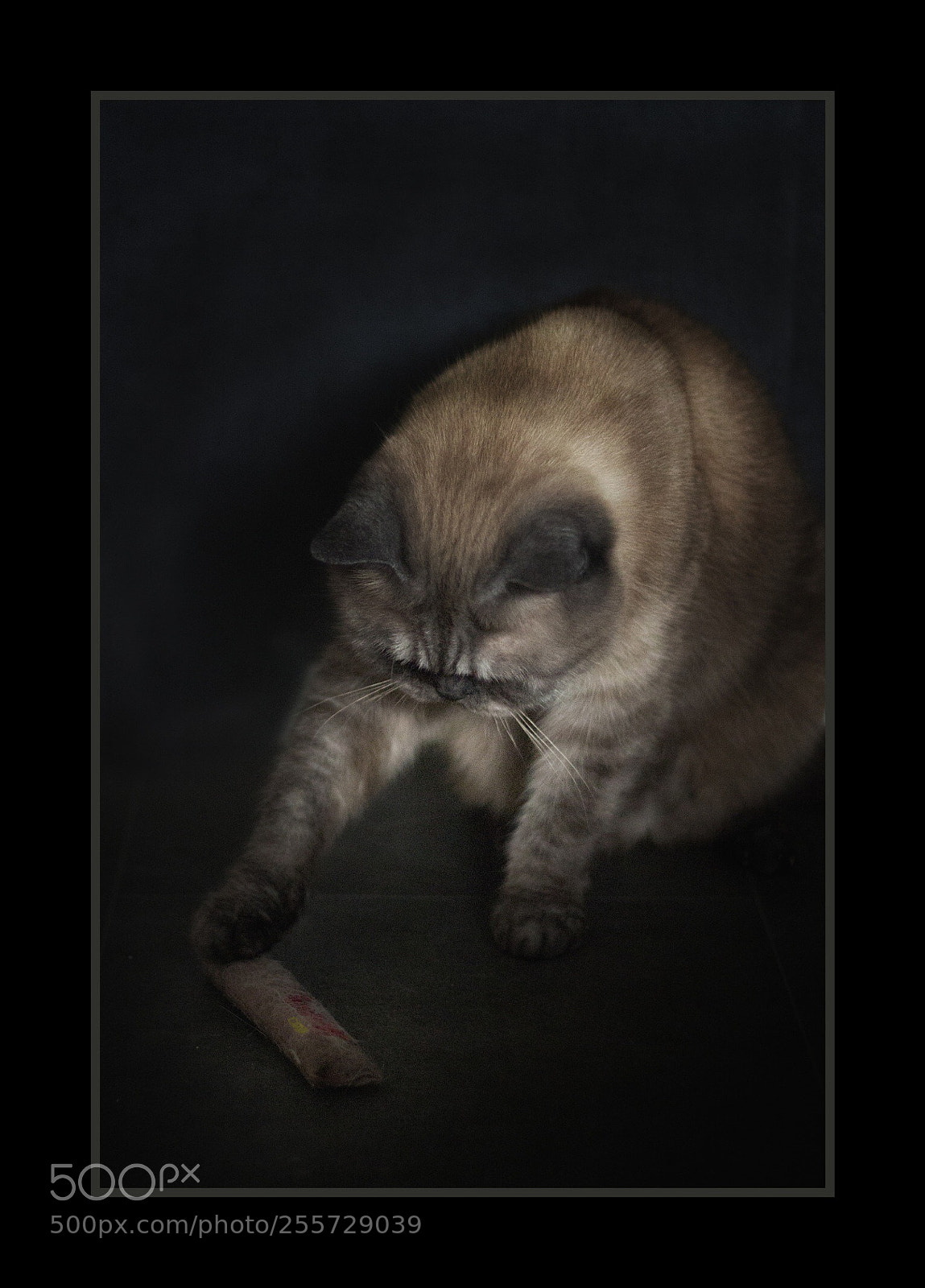 Canon EOS 700D (EOS Rebel T5i / EOS Kiss X7i) sample photo. Full action playtime? photography