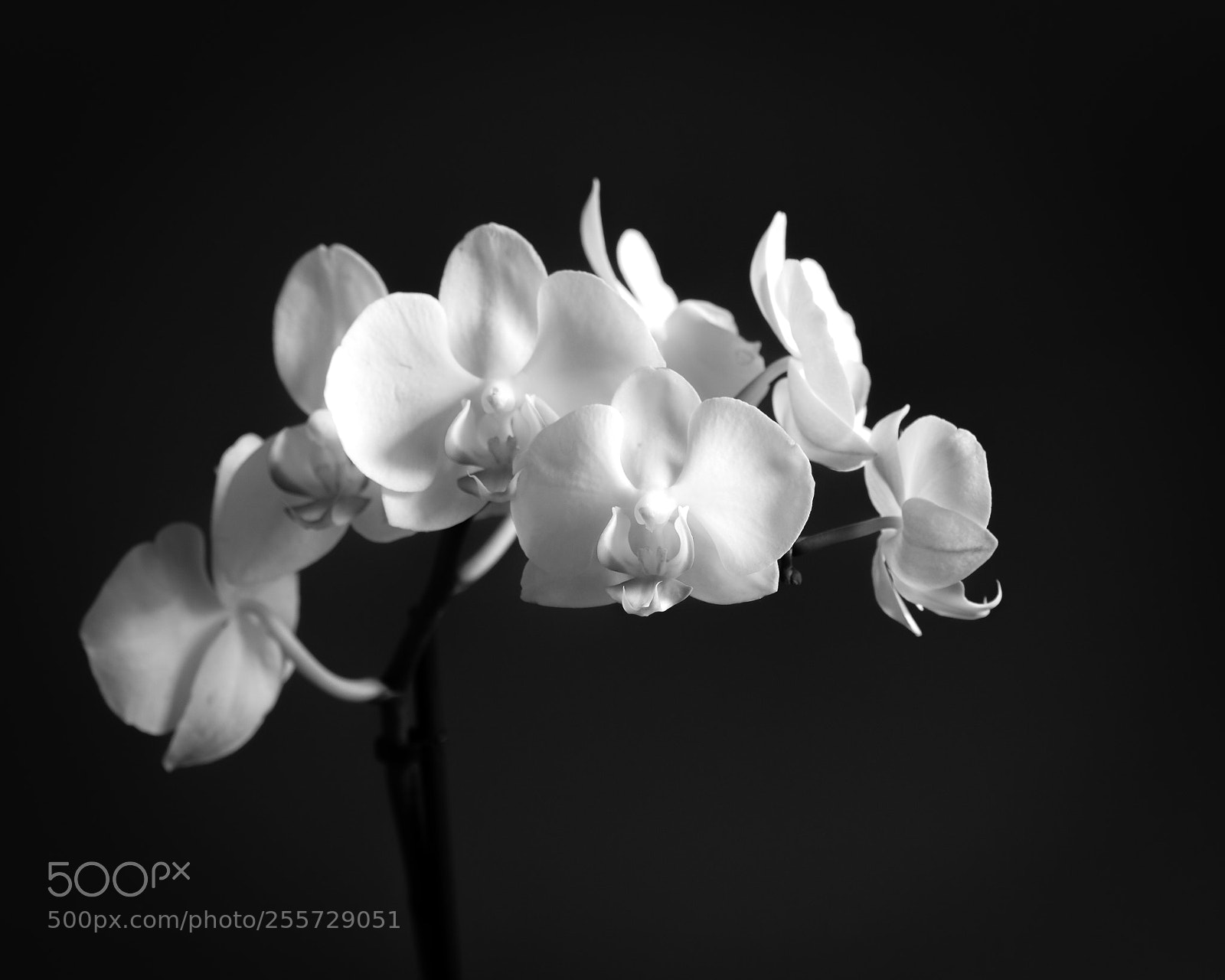 Canon EOS 60D sample photo. B&w orchid photography