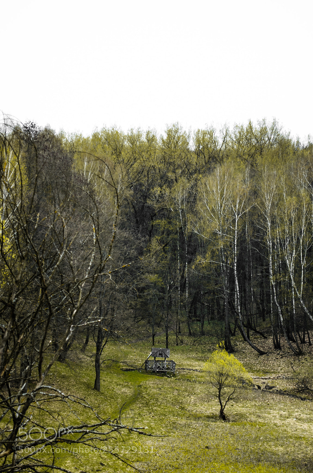 Nikon D5100 sample photo. Untitled photography