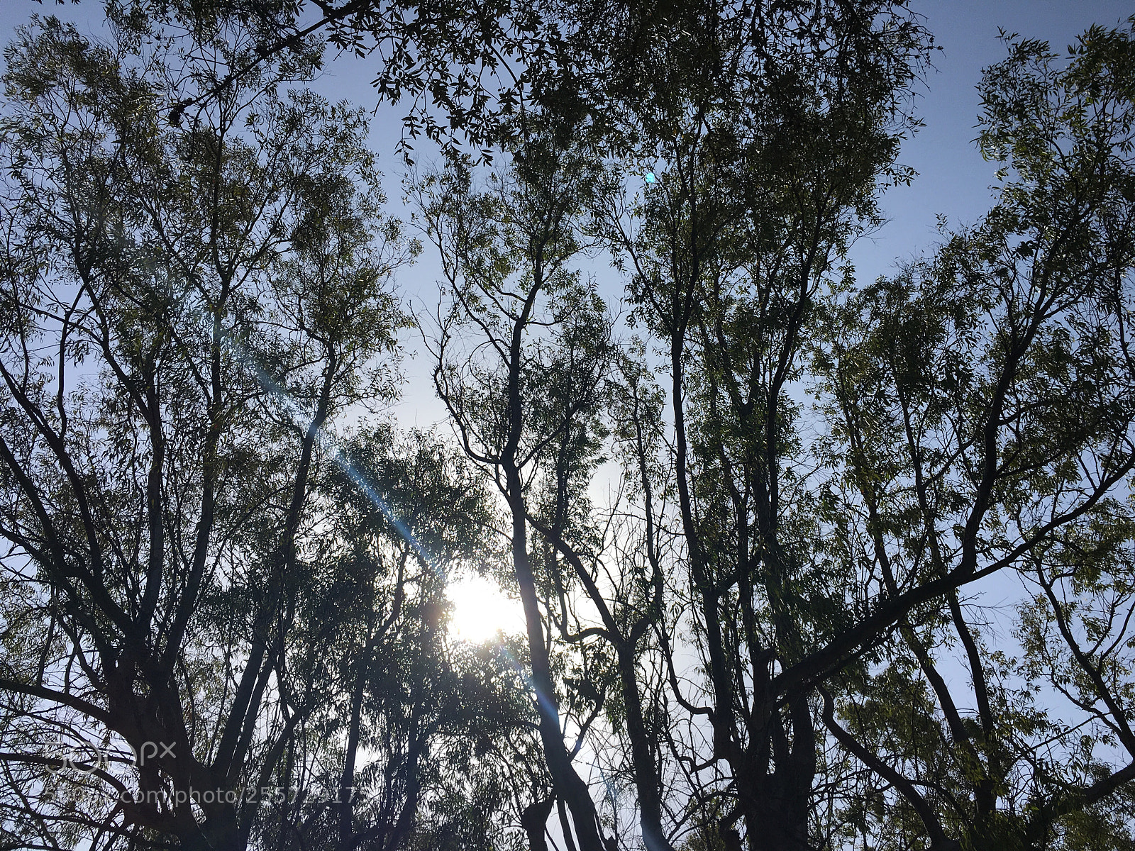 Apple iPhone 6s Plus sample photo. Untitled photography